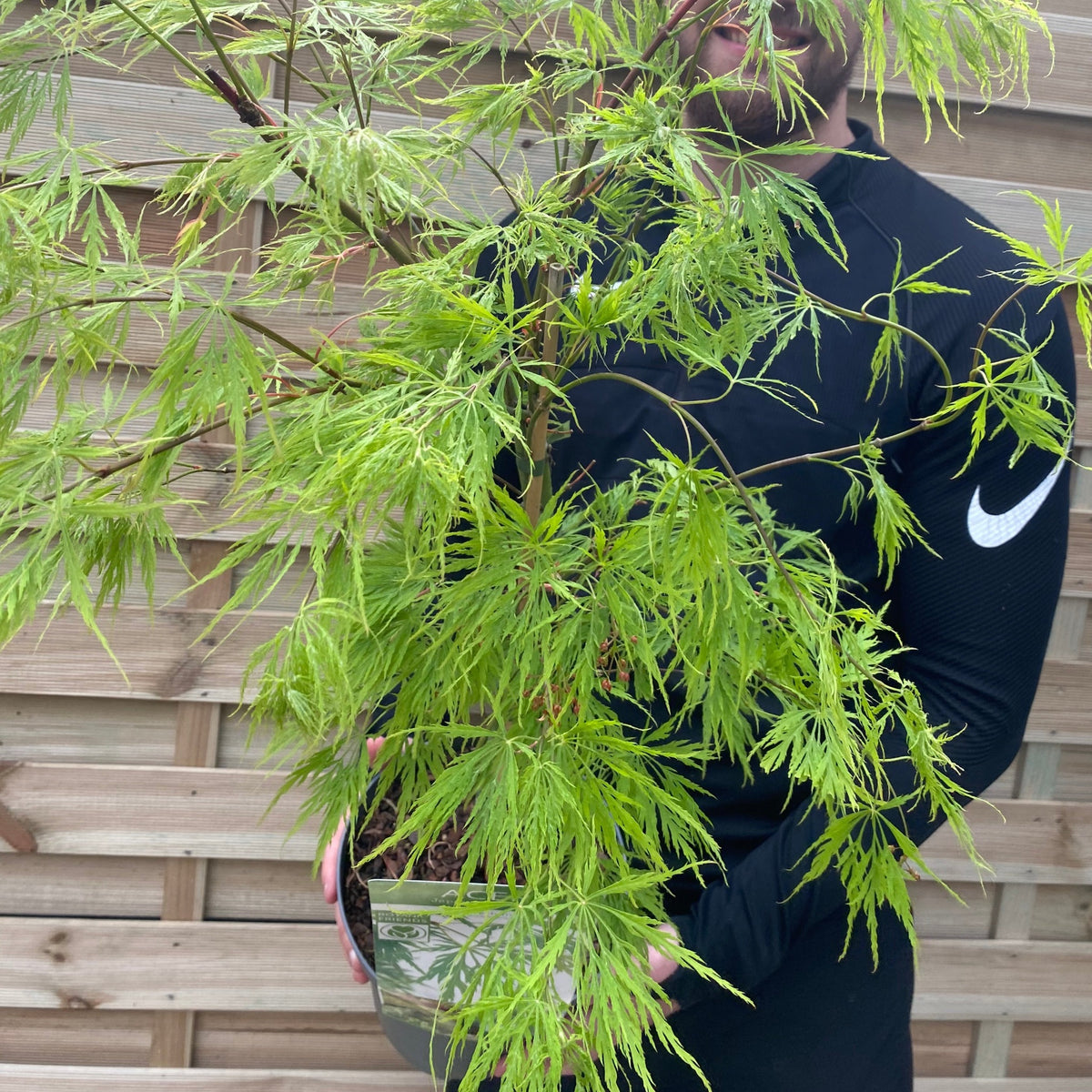 A person in a black long-sleeve Nike shirt holds an Acer palmatum Dissectum 3L / 10L / 130L, a deciduous shrub with lacy leaves, standing in front of a wooden fence.