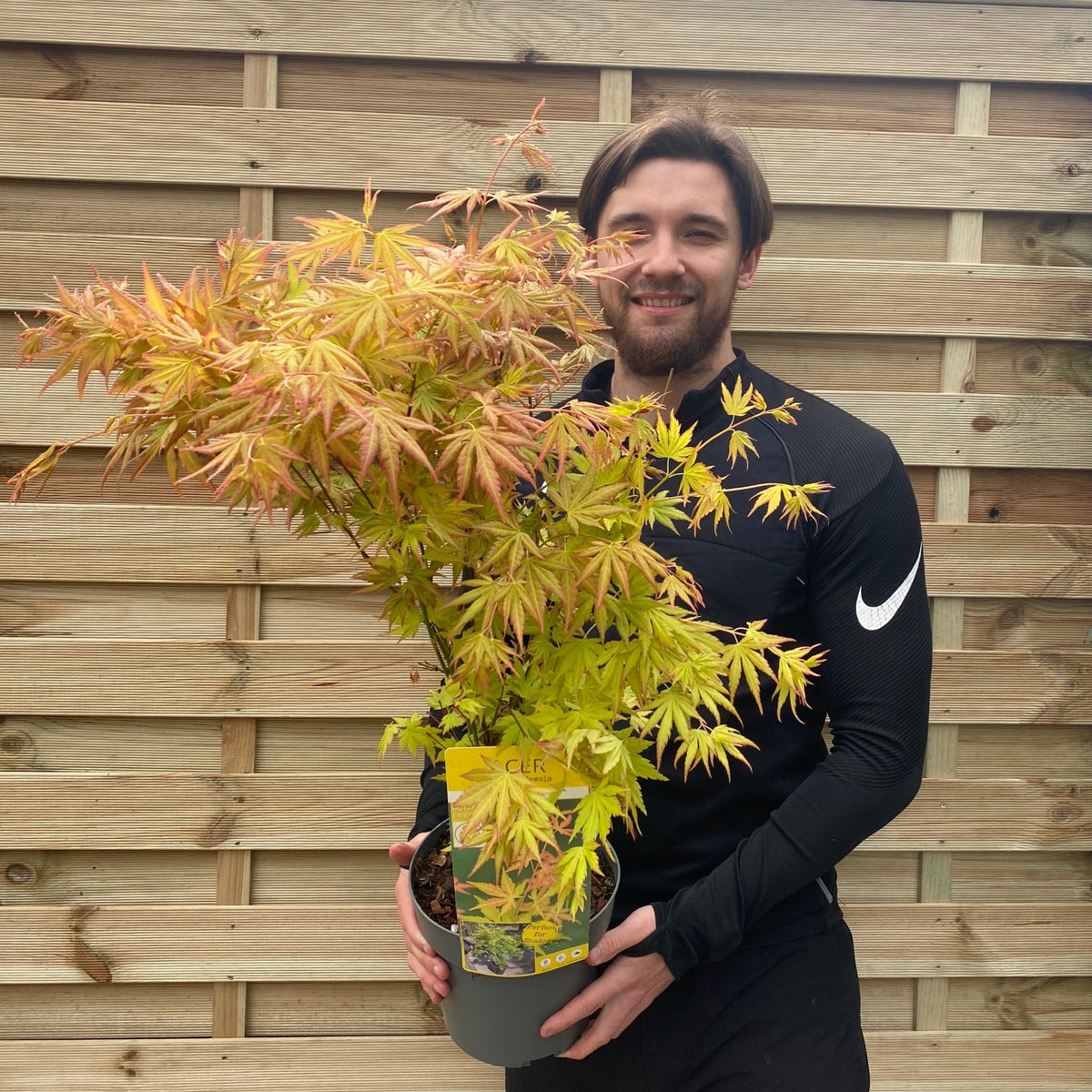 A man in a black Nike top smiles in front of a wooden fence, holding an Acer palmatum &#39;Orange Dream&#39; (10.5cm/2L/3L/10L) maple with vibrant yellow and orange autumn leaves.