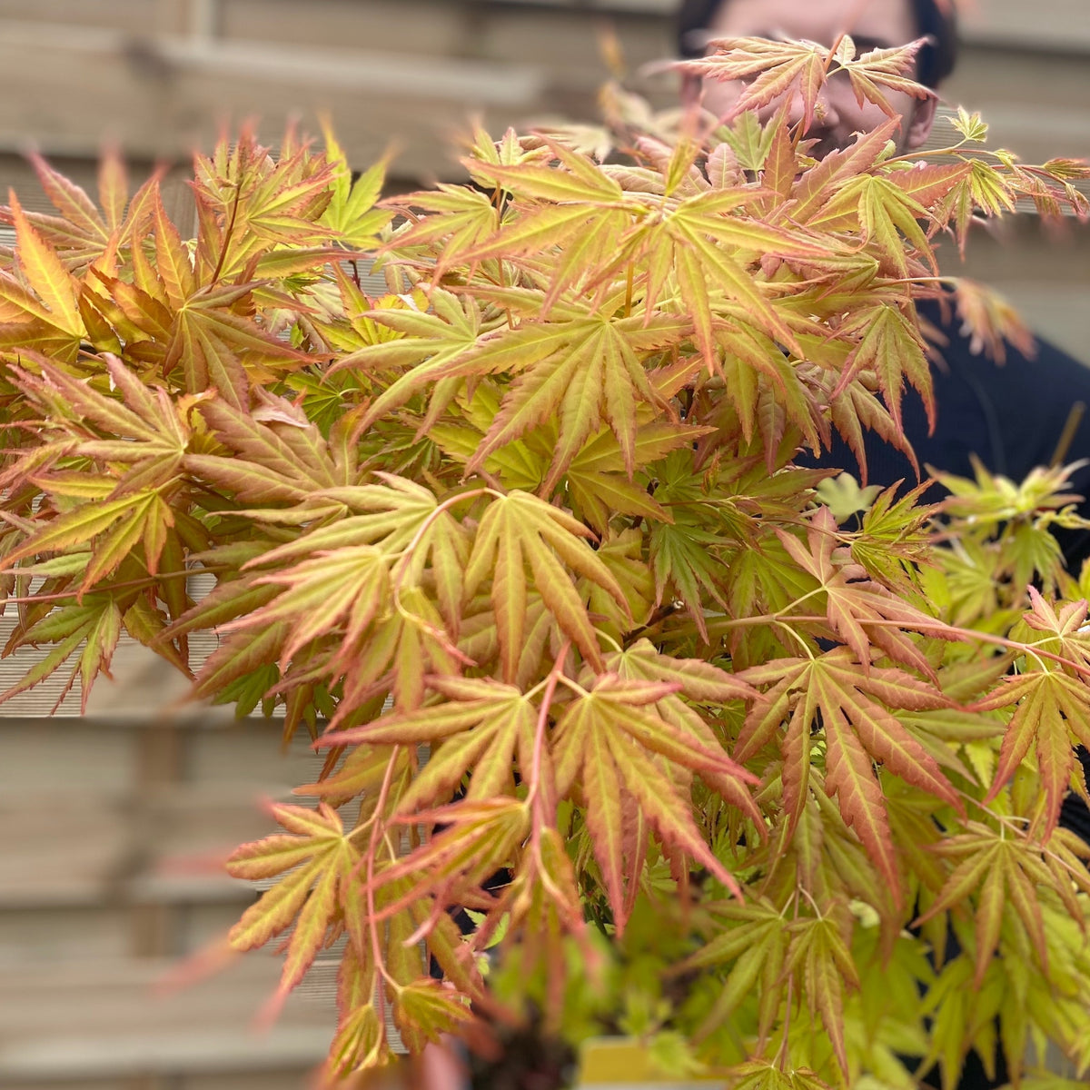 Acer palmatum &#39;Orange Dream&#39; (10.5cm/2L/3L/10L) displays vivid autumn colors—orange, yellow, and green—contrasted against a blurred wooden fence with a partially visible person in the background.