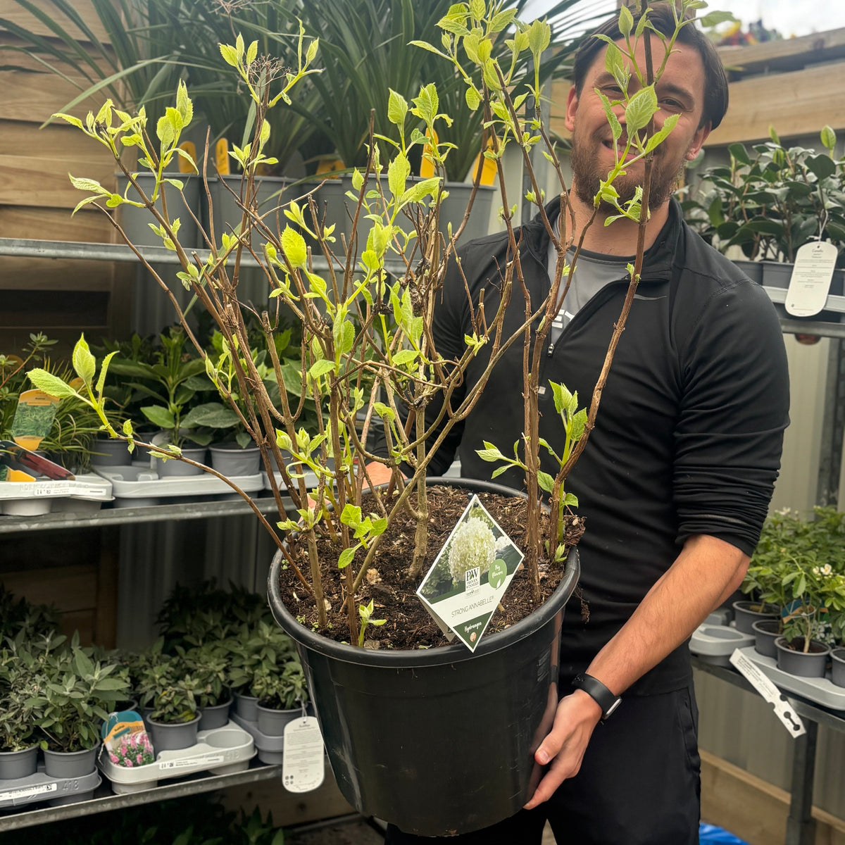 Hydrangea arborescens &#39;Incrediball&#39; / &#39;Strong Annabelle&#39; 3L / 5L / 7.5L / 10L / 20L