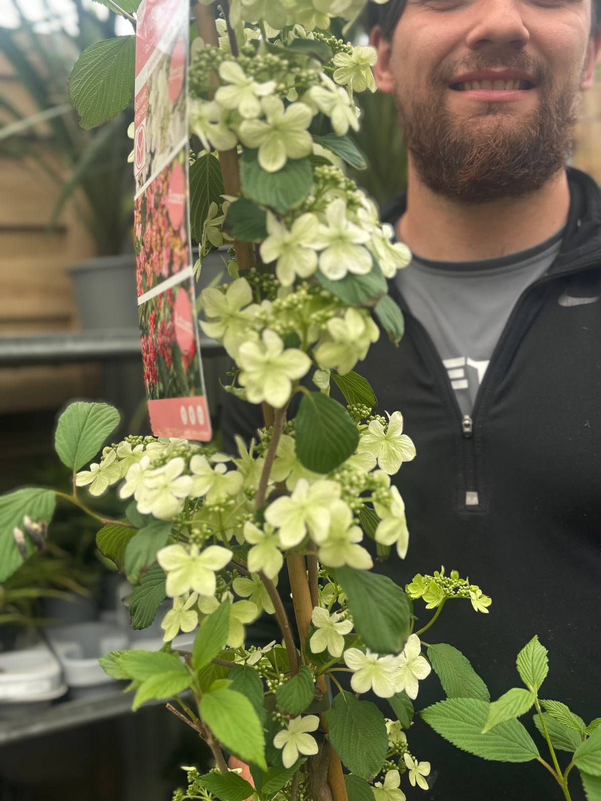 A man with a beard and black jacket stands behind a tall Viburnum Kilimandjaro Sunrise 100cm with light green and white flowers and broad leaves inside a garden center.