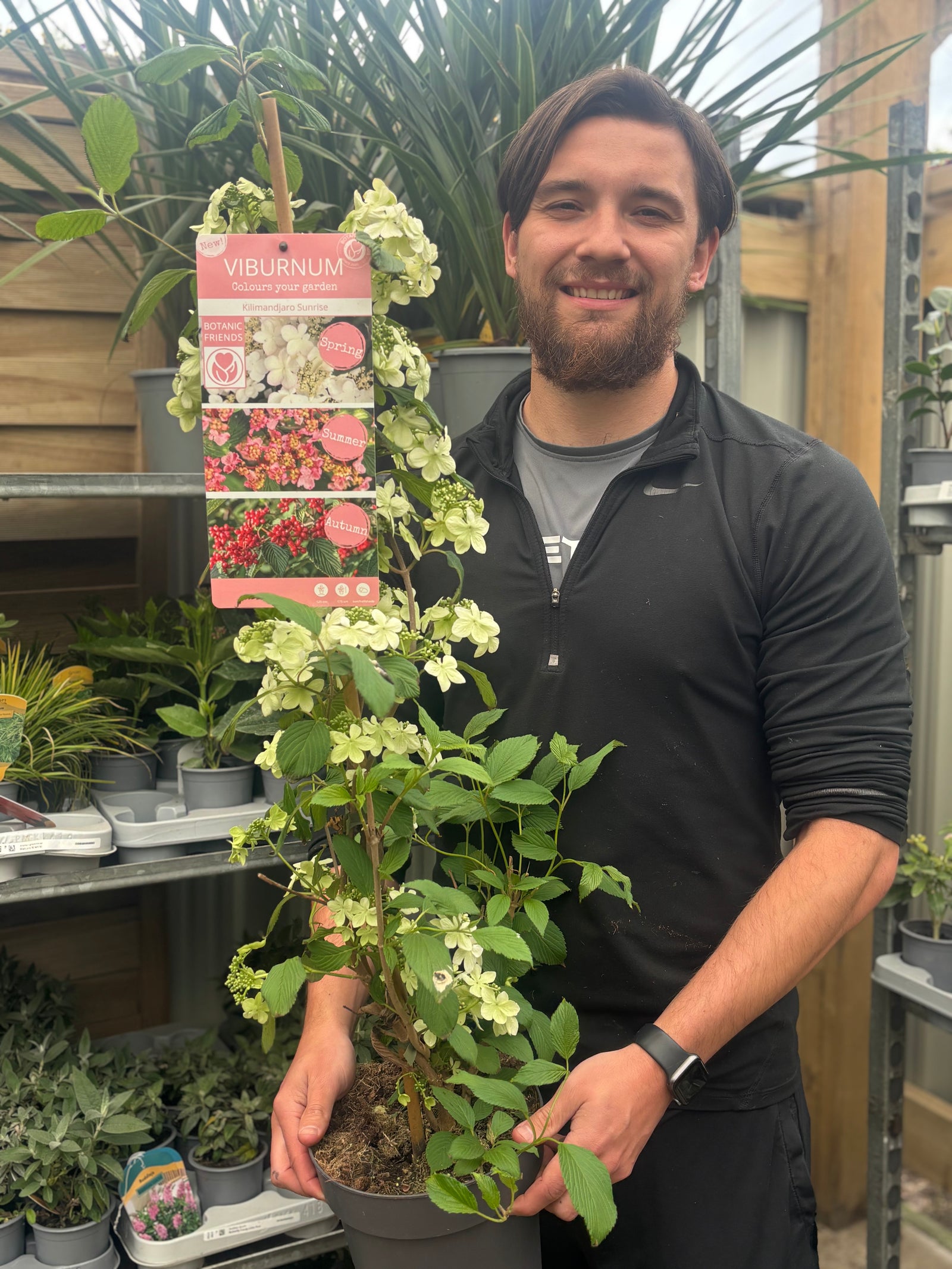 A smiling bearded man holds a 100cm Viburnum Kilimandjaro Sunrise, an award-winning plant with white flowers, in a garden center surrounded by other potted plants and greenery.