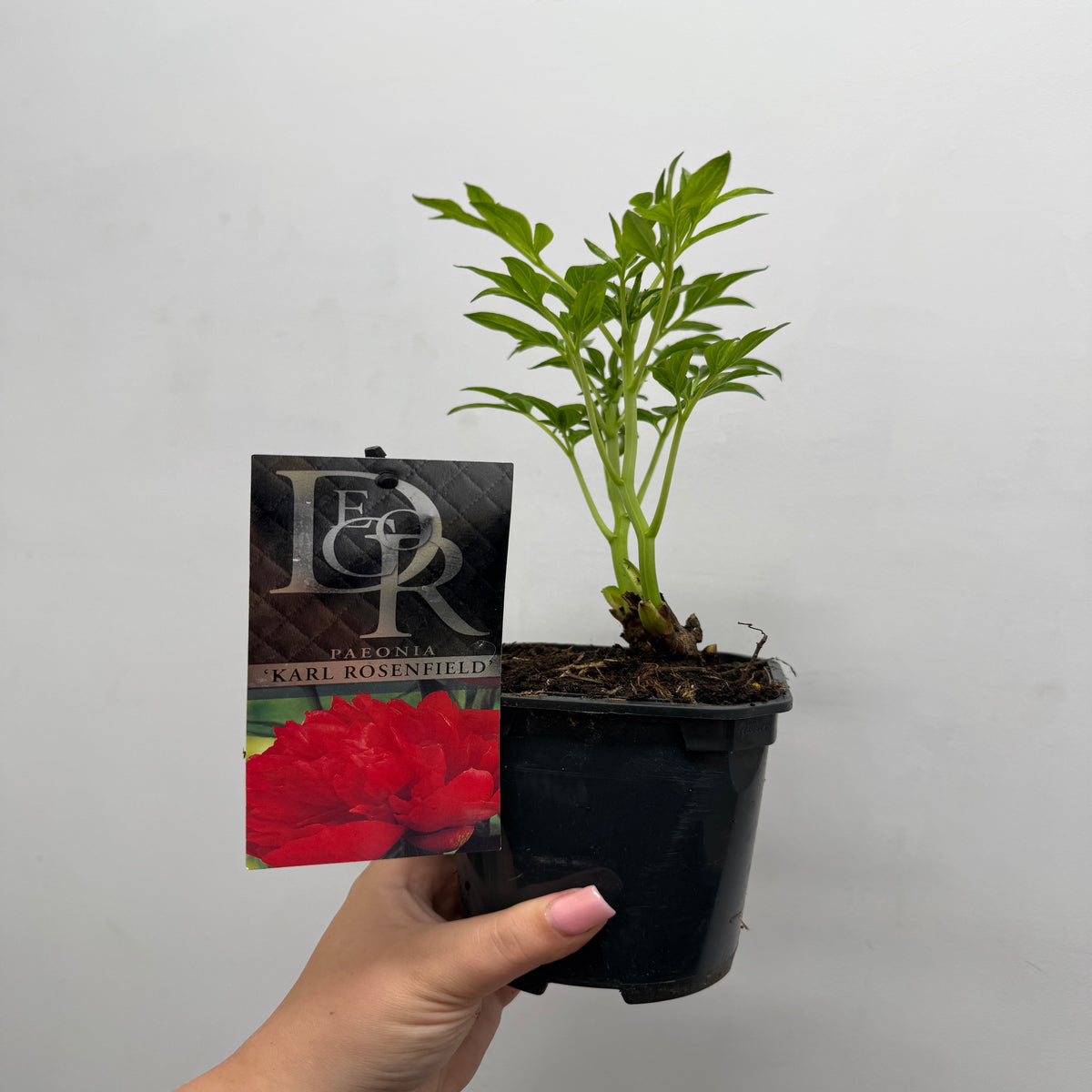 Peony &#39;Karl Rosenfield&#39; 1L