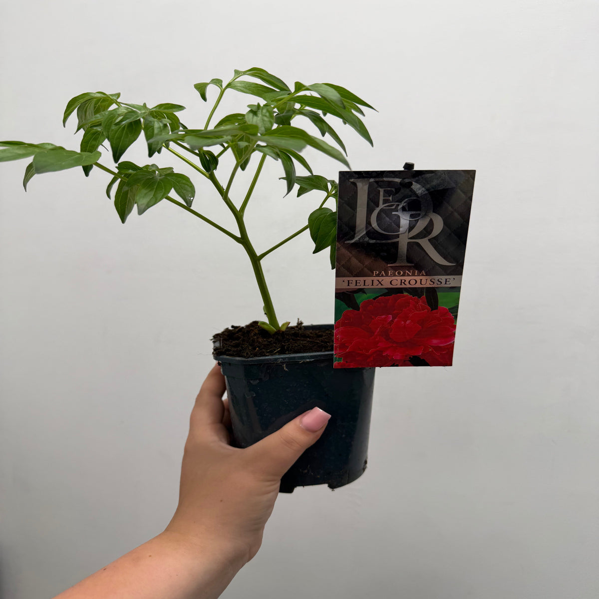 A hand holds a 1L pot labeled Peony ‘Felix Crousse’, an herbaceous perennial with fragrant pink flowers. The label displays a vibrant red peony bloom against a plain white background.