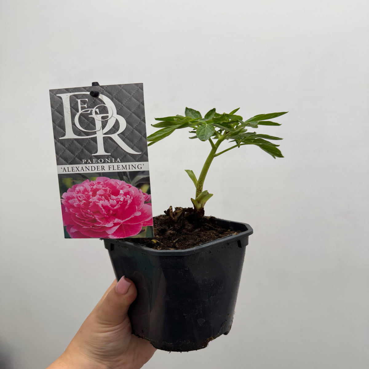 Peony &#39;Alexander Fleming&#39; 1L
