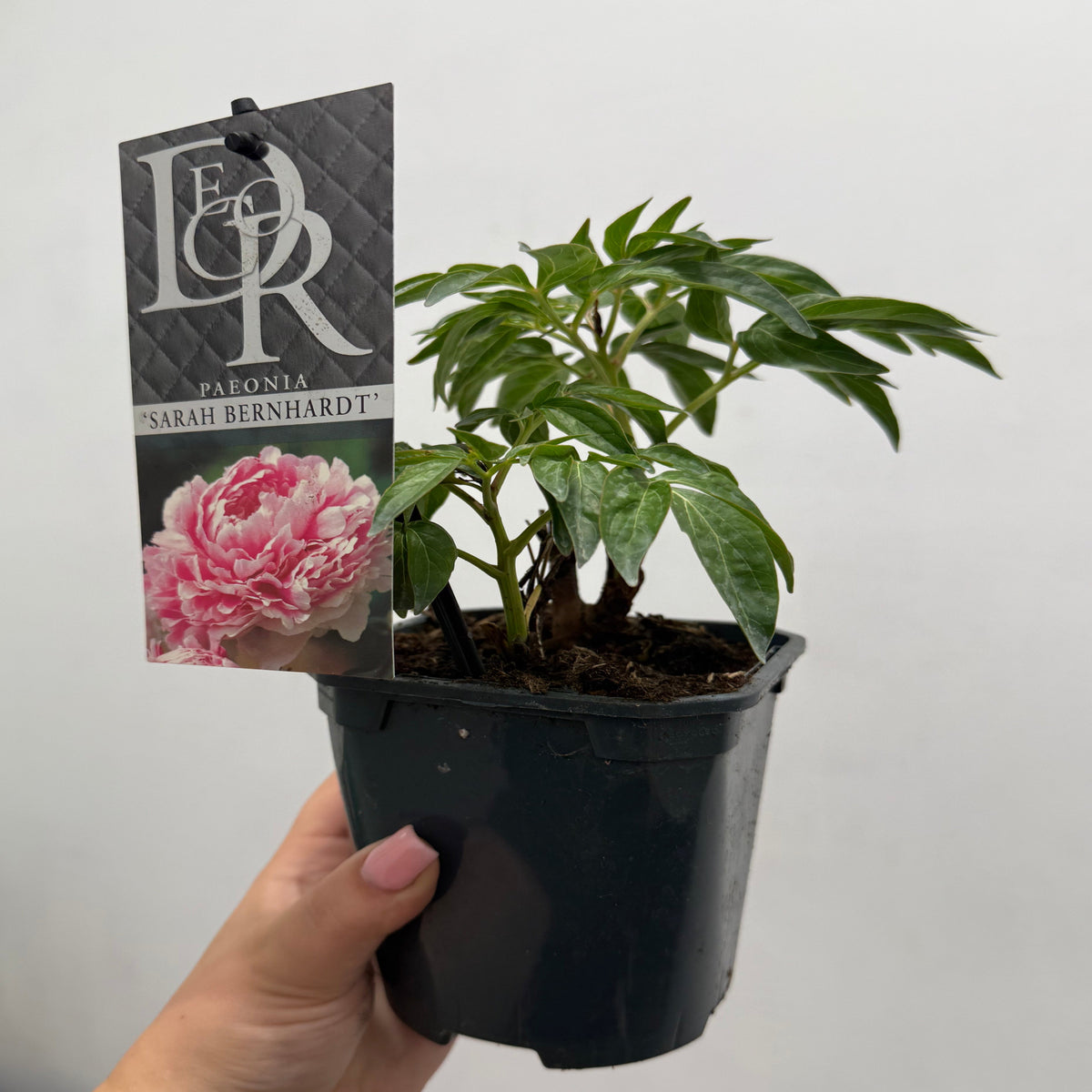 A hand holds a Peony &#39;Sarah Bernhardt&#39; 1L in a small black pot, with a label featuring its signature pink, fragrant flower. The background is plain and light-colored.