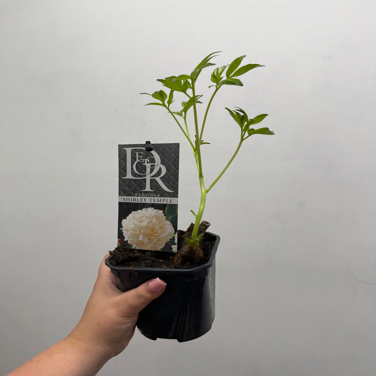 A hand holds a small black pot containing a young Peony &#39;Shirley Temple&#39; (1L / 2L). A tag in the soil displays the product name and features an image of fragrant double flowers. The background is plain and light-colored.
