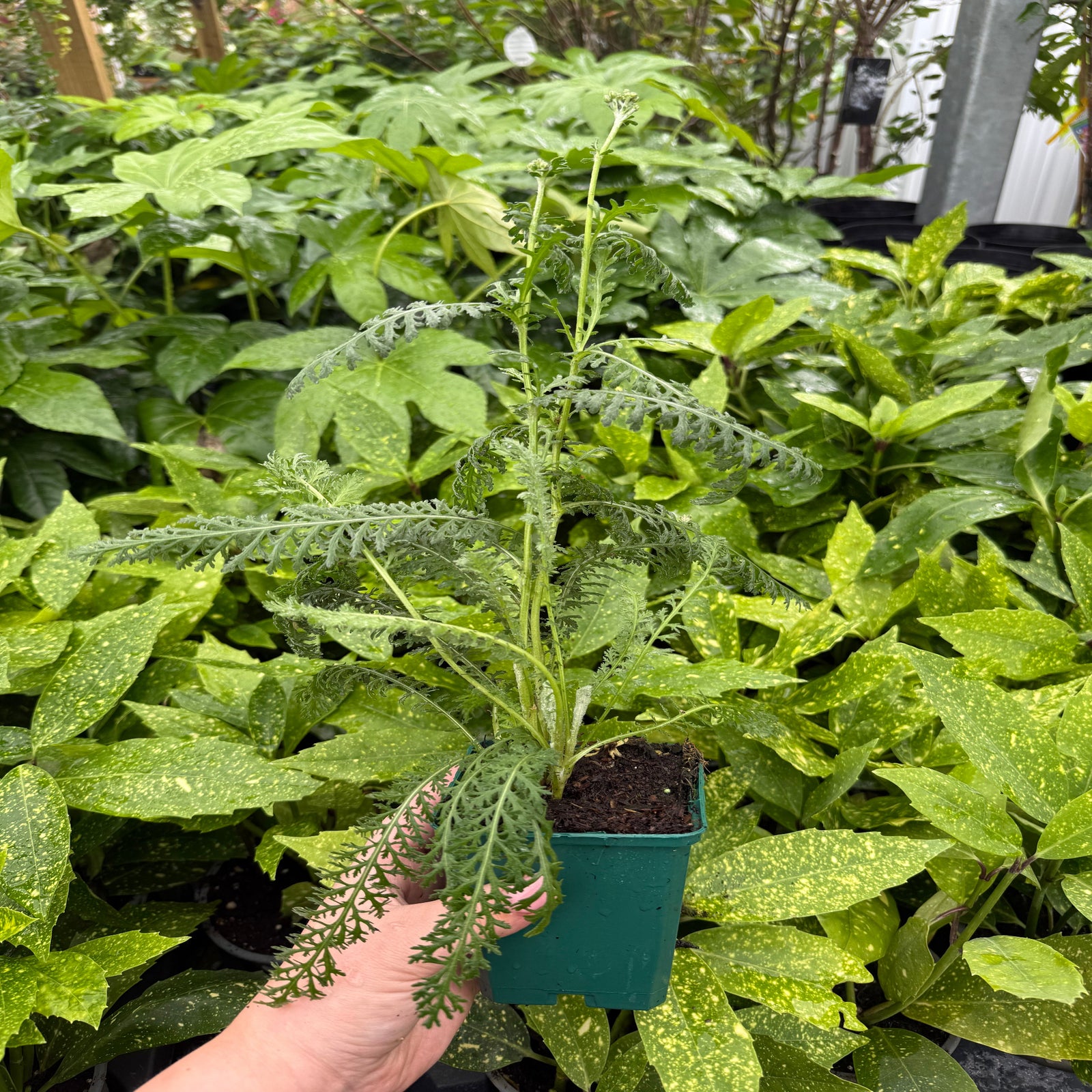 Achillea 'Coronation Gold' 9cm