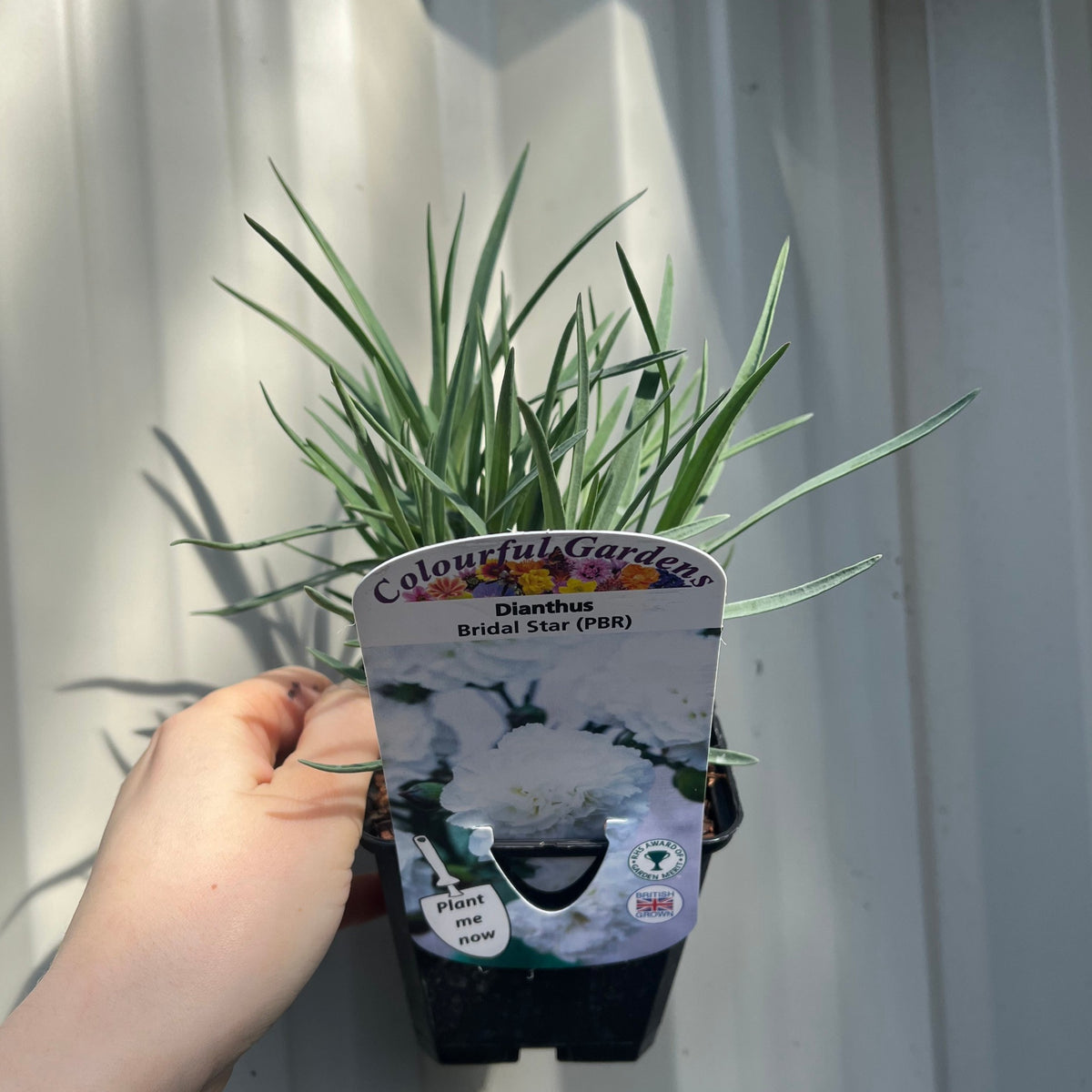 A hand holds a Dianthus &#39;Bridal Star&#39; 9cm Pot, a fragrant perennial with thin green leaves, in front of a light wall. The plant’s label shows a white flower image and the words &quot;Colourful Gardens&quot; and &quot;Plant now.