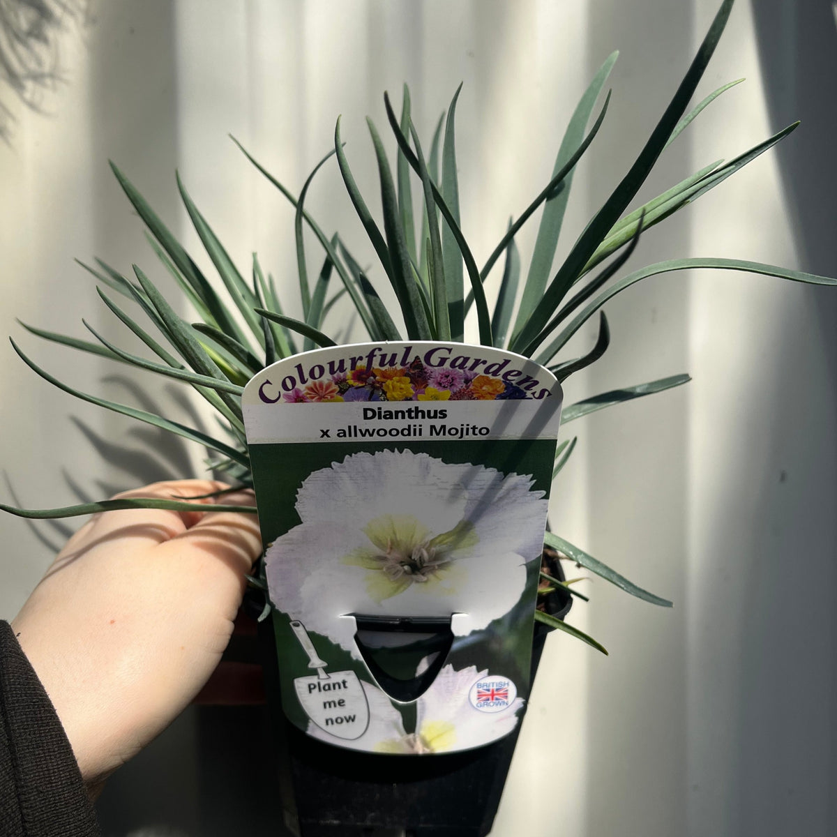 A hand holds a potted Dianthus x allwoodii &#39;Mojito&#39; 9cm, a drought-tolerant perennial with long green leaves. The label shows a white flower and reads “Colourful Gardens, Dianthus x allwoodii Mojito.” Sunlight casts shadows on the wall behind.