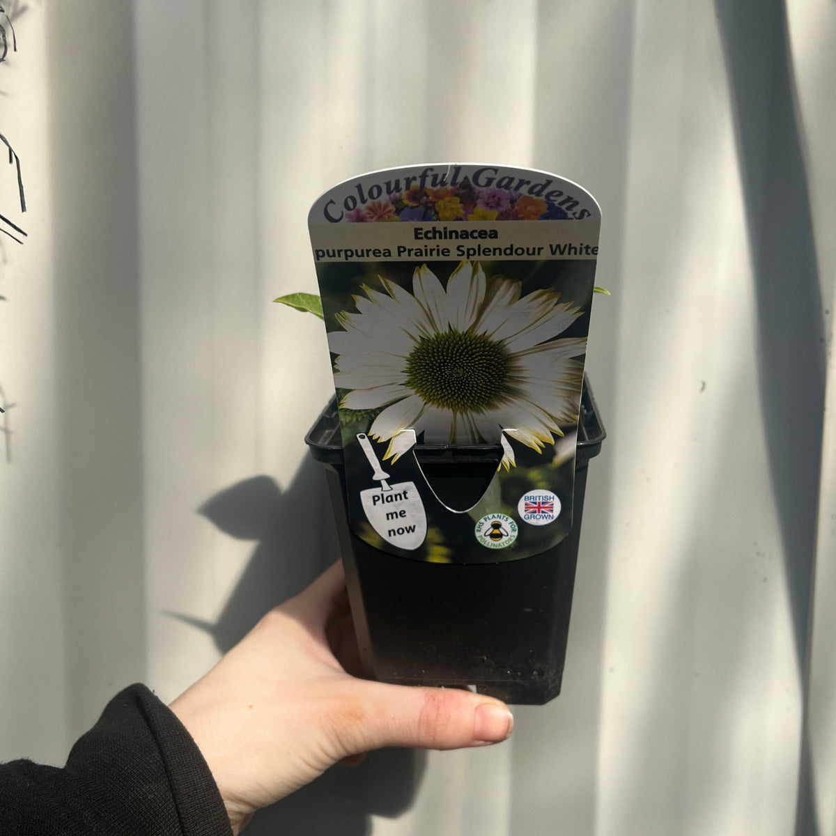 Echinacea purpurea Prairie Splendour White 9cm