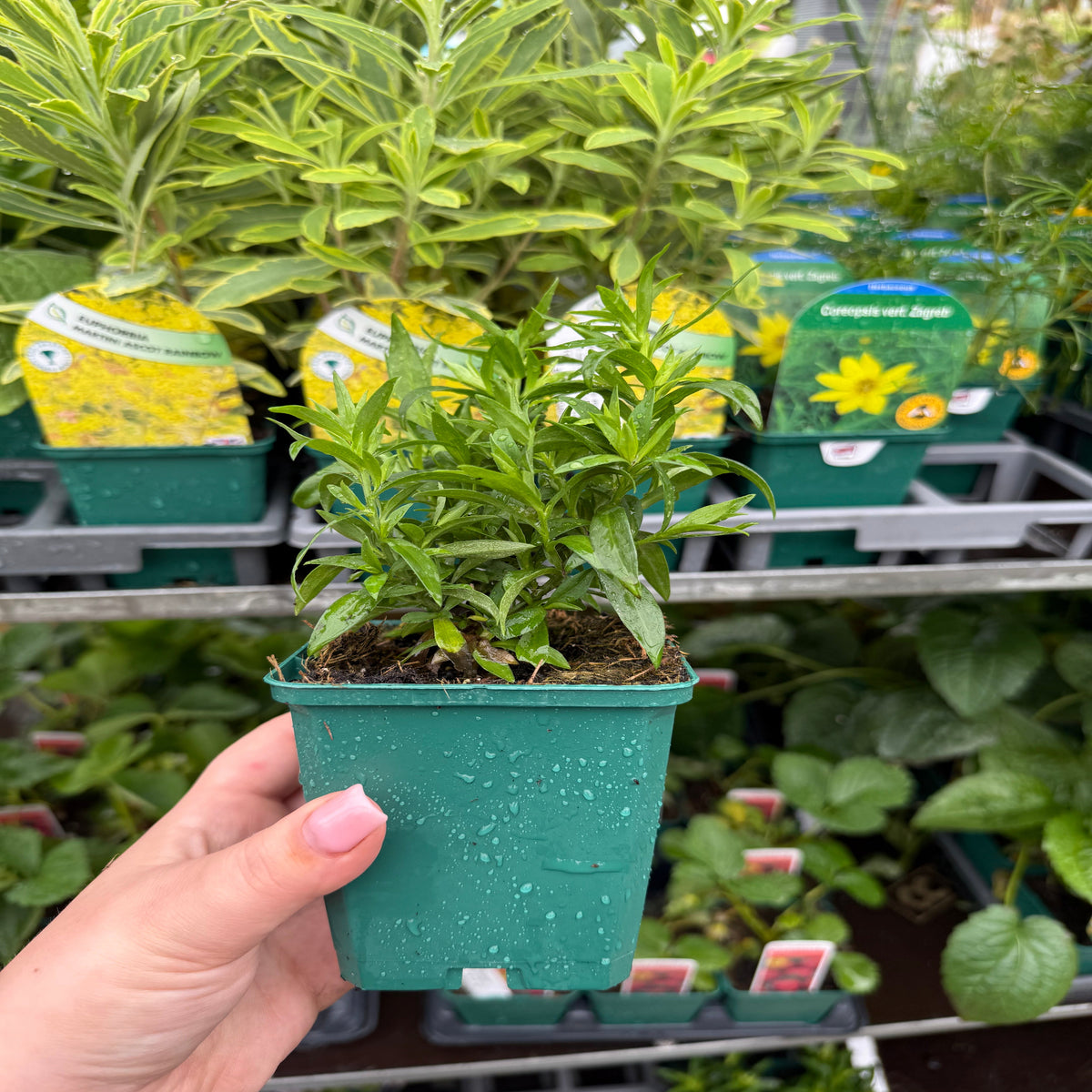 A hand holds an Aster novi-belgii &#39;Jenny&#39; 9cm, a small perennial with long, narrow leaves. Water droplets on the pot highlight its freshness. In the background, more potted plants are visible on garden center shelves. Perfect for cottage gardens.