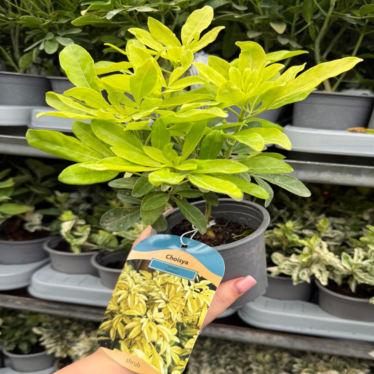 A hand holds a small potted Choisya ternata Sundance - Brica/Lich 9cm-5L with bright green leaves; other potted plants are on shelves in the background. A label with the product name and image is attached to the pot.