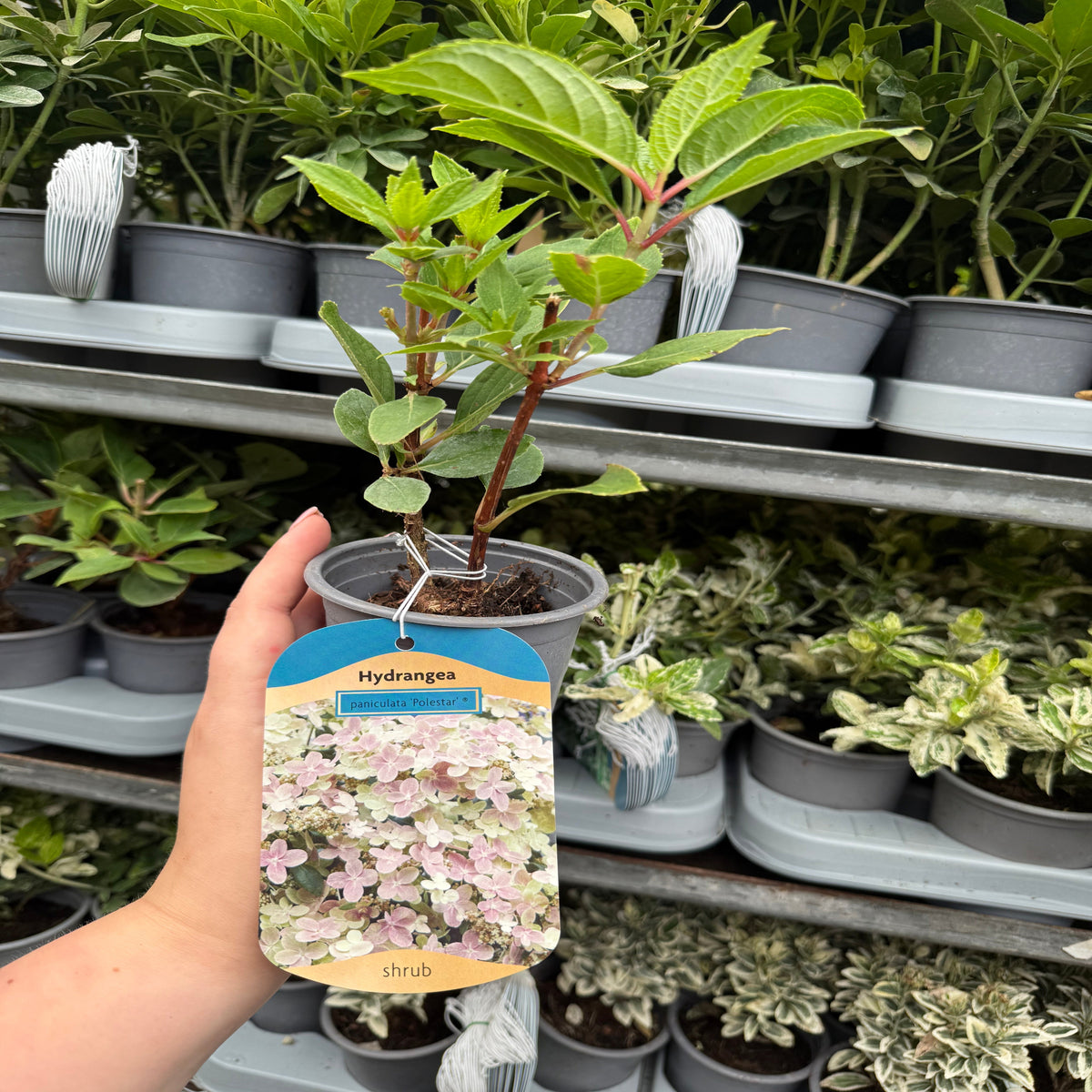 A hand holds a Hydrangea paniculata Switch &#39;Polestar&#39; &#39;Ophelia&#39; (9cm / 3L) at a garden center. The plant label shows blooming hydrangeas and the word &quot;shrub,&quot; with more potted plants on shelves in the background.