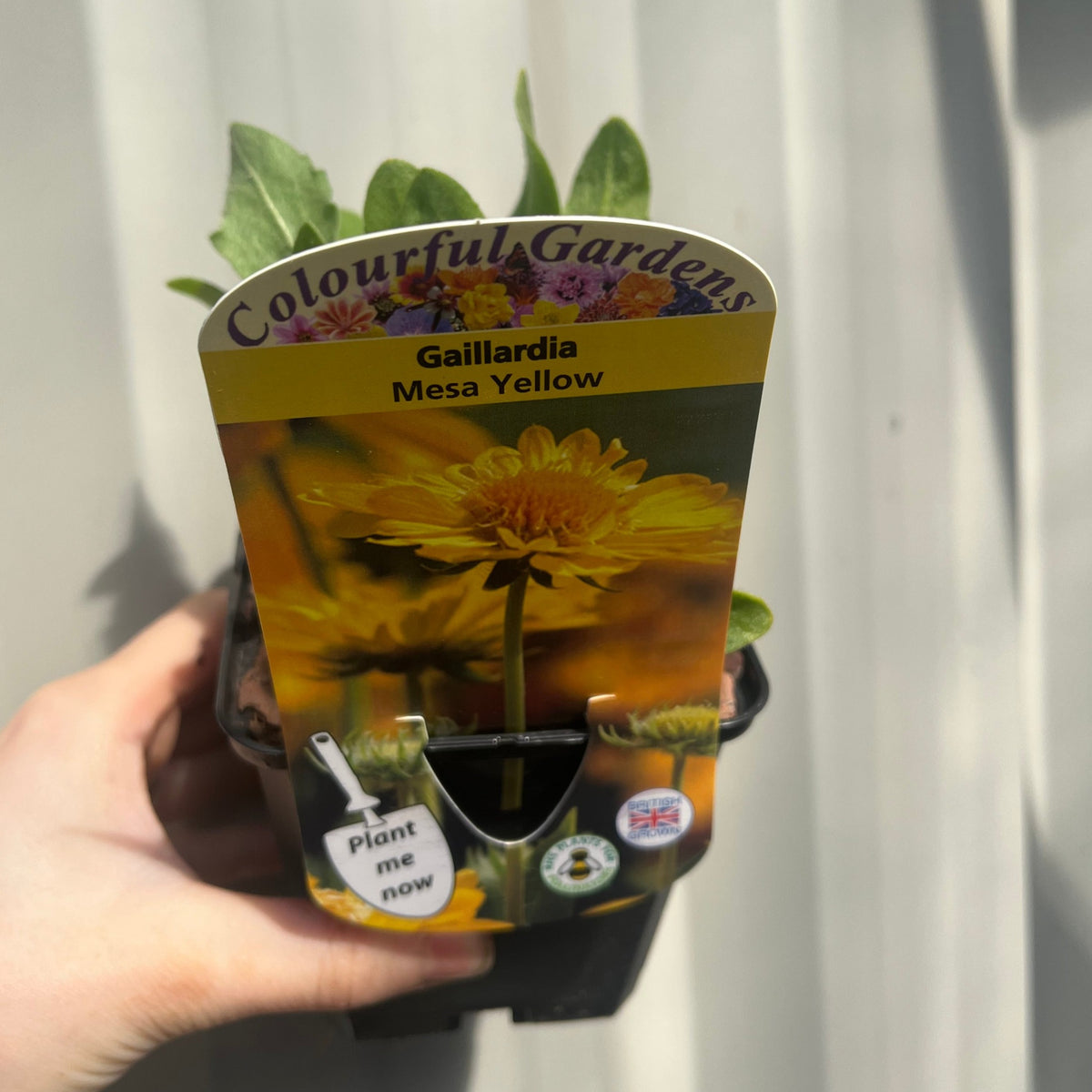 A hand holds a Gaillardia &#39;Mesa Yellow&#39; 9cm / 2L from Colourful Gardens, a drought-tolerant perennial with yellow flowers and green leaves. The label reads &quot;Plant me now&quot; and features UK and certification symbols.