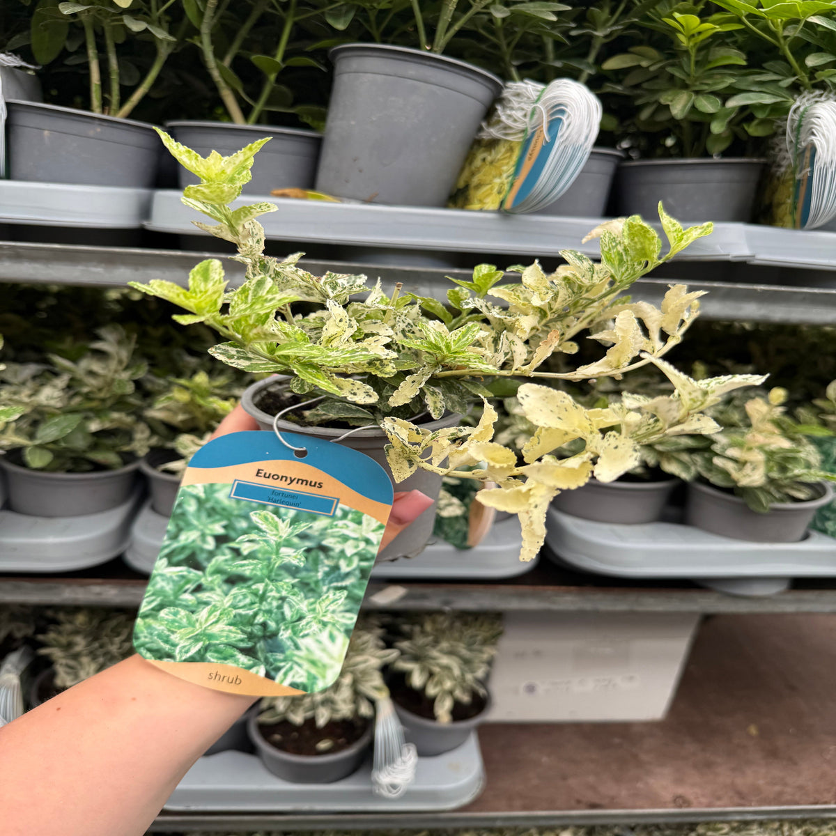 A hand holds a potted Euonymus fortunei &#39;Harlequin&#39; (9cm/1.5L/2L) with variegated green and cream leaves. The plant’s tag shows its name and image, while other low maintenance shrubs are displayed on shelves in the background.
