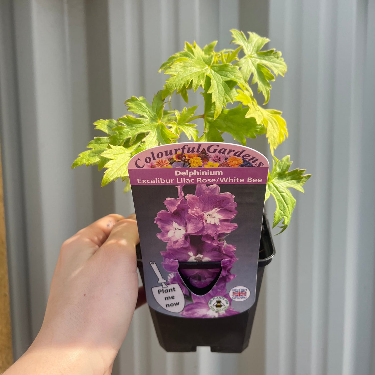 Delphinium Excalibur &#39;Lilac Rose/White Bee&#39; 9cm/1.5L