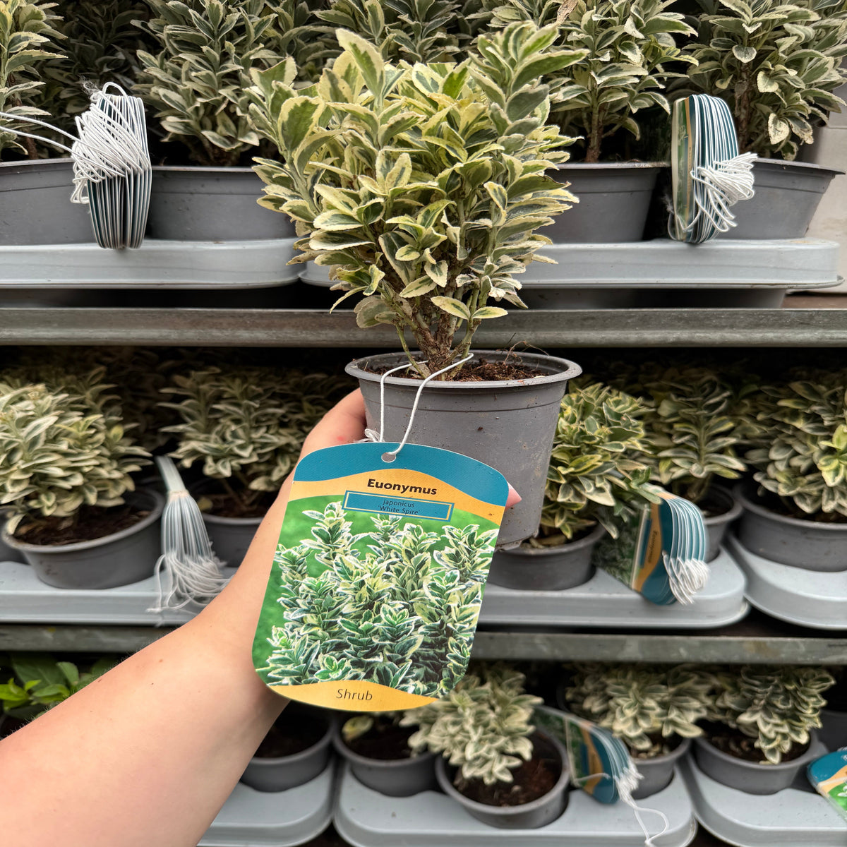 A hand holds a Euonymus japonicus &#39;White Spire&#39; (9cm-4L, Multibuy Offers Available), an evergreen shrub with variegated foliage; more are displayed on shelves in the background—ideal for creating a garden hedge.