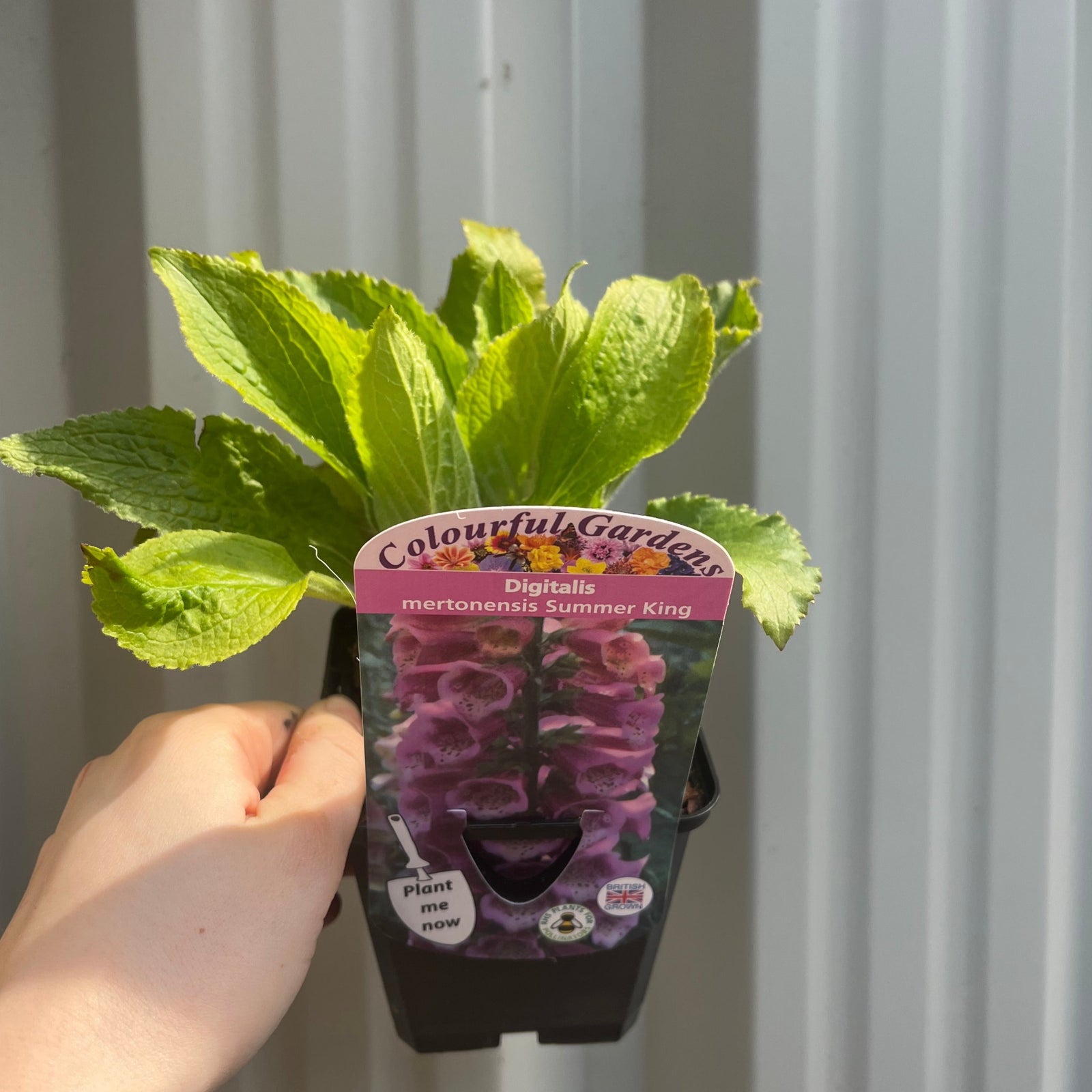 Tall stems of Digitalis mertonensis 'Summer King' 9cm display vibrant pink, bell-shaped flowers with speckled white throats, set among lush green leaves—an ideal classic perennial for cottage gardens.