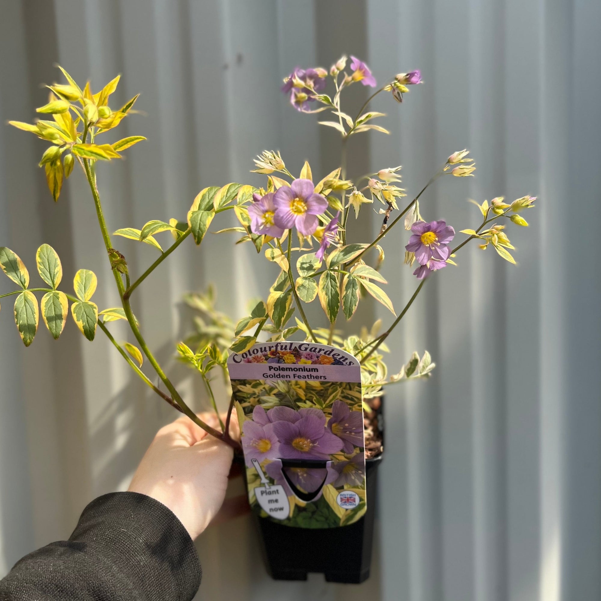 Polemonium 'Golden Feathers' (Jacobs Ladder) 9cm