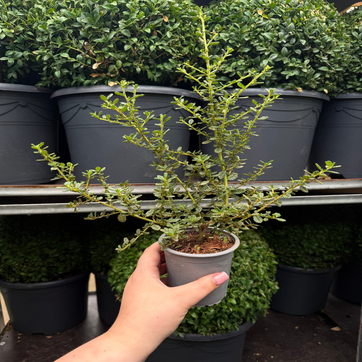 A hand holds a Ceanothus &#39;Puget Blue&#39; (Californian Lilac) in a 9cm / 2L pot, with larger evergreen shrubs displayed on shelves in the background.