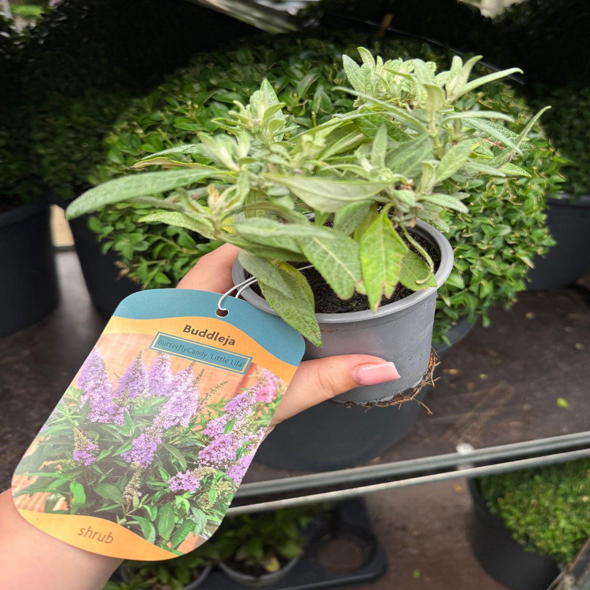 Buddleja &#39;Butterfly Candy Little Lila&#39; 9cm/1L/3L