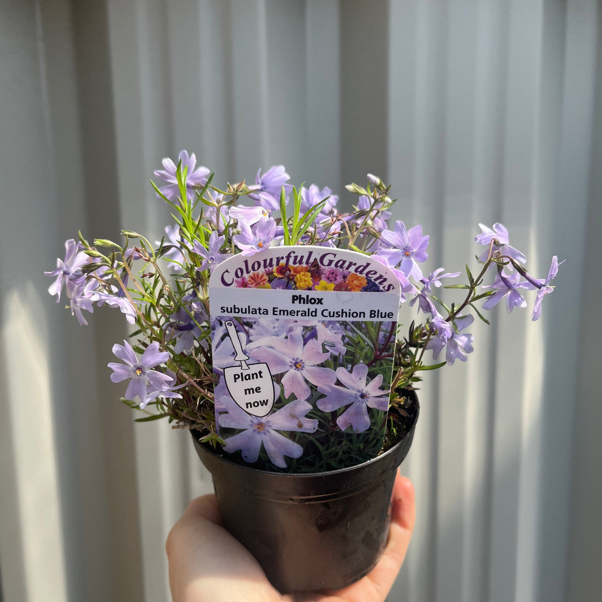 A hand holds a Phlox subulata &#39;Emerald Cushion Blue&#39; in a 9cm pot, showing light purple blooms. The &quot;Colourful Gardens&quot; label with planting instructions is visible. Background: corrugated white metal.