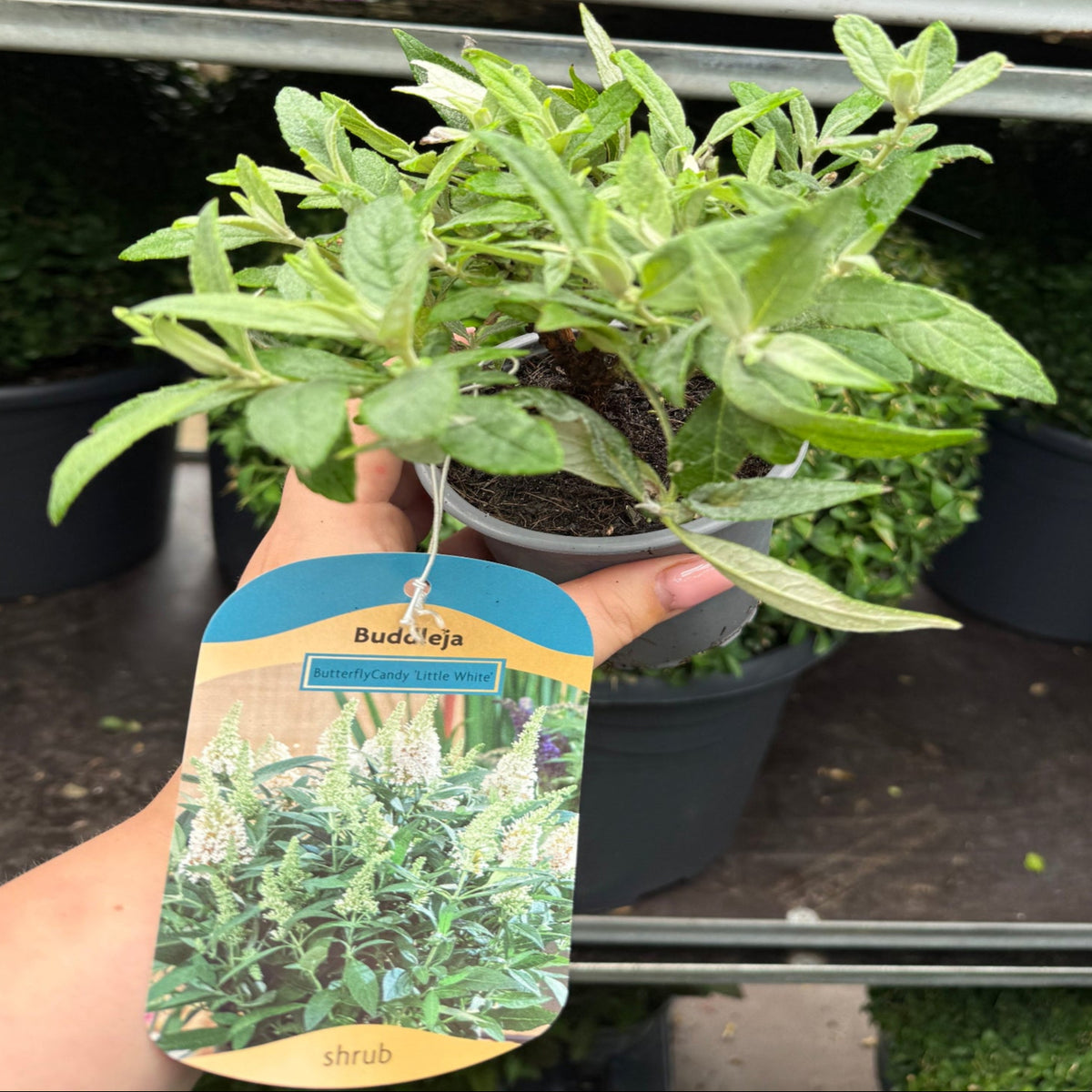 Buddleja Butterfly Candy &#39;Little White&#39; 9cm/1L/3L