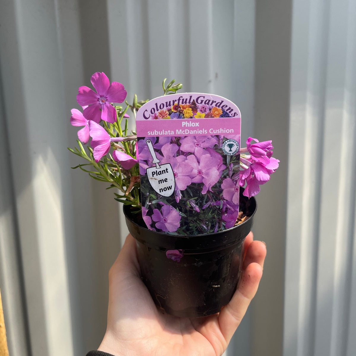 A hand holds a black pot with Phlox subulata &#39;McDaniels Cushion&#39; 9cm/1.5L, a bright pink ground cover. The pot&#39;s label shows the plant&#39;s name and the message &quot;Plant me now.