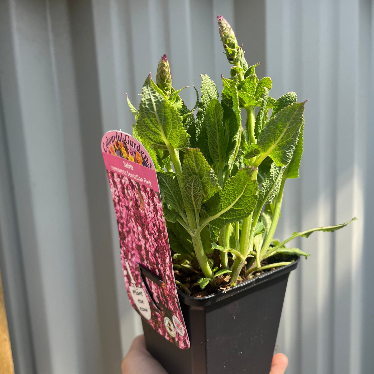 A hand holds a small black pot with a young salvia from the Mix of 3 Salvia (3 x 9cm Pots) set—ideal for borders or containers. Green leaves and buds hint at pink blooms, with a corrugated metal wall as the backdrop.
