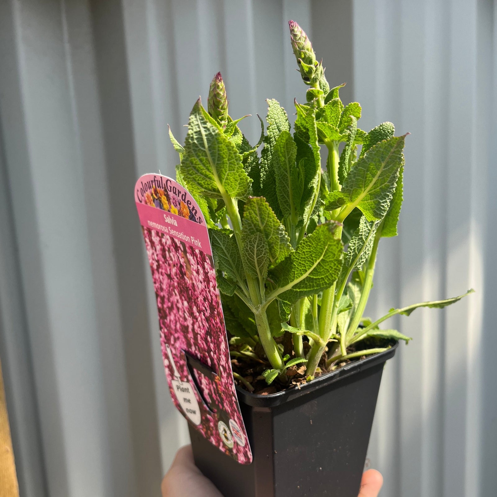 A collage of four images displays the Mix of 3 Salvia (3 x 9cm Pots) with purple, white, and light pink blooms, plus a hand holding a potted salvia—ideal as vibrant garden border or container plants.