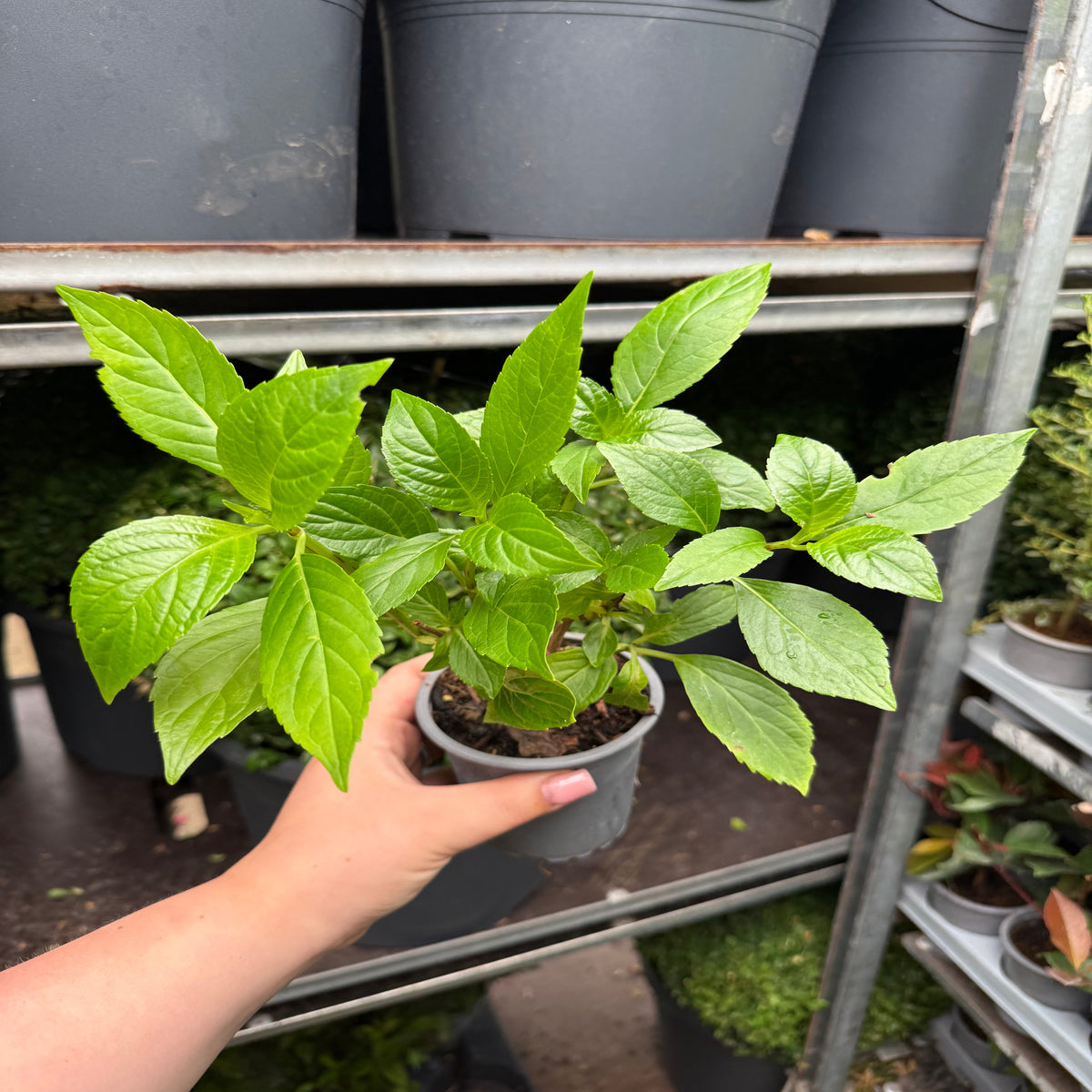 A hand holds a Hydrangea macrophylla &#39;Purple Ball&#39; (9cm-5L) in a black pot, surrounded by rows of similar plants on metal shelves in a nursery or garden center.