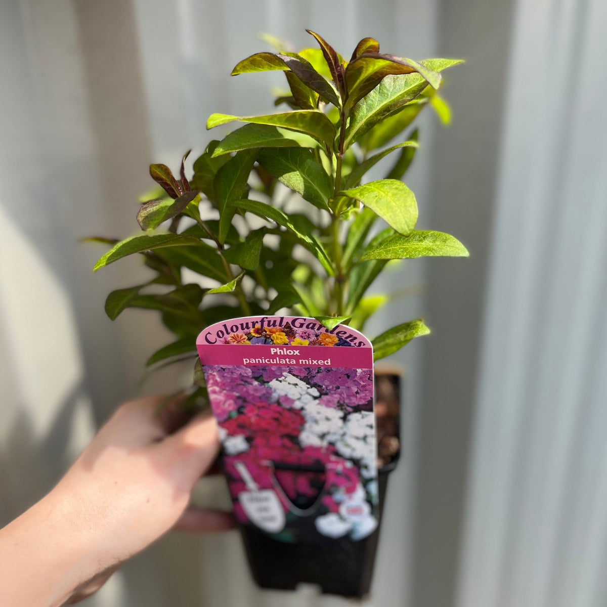 A hand holds a Phlox paniculata Mixed 9cm plant with lush green leaves and a colorful label featuring pink, red, and white perennial flowers—ideal for attracting pollinators. The softly blurred background adds focus to the plant.