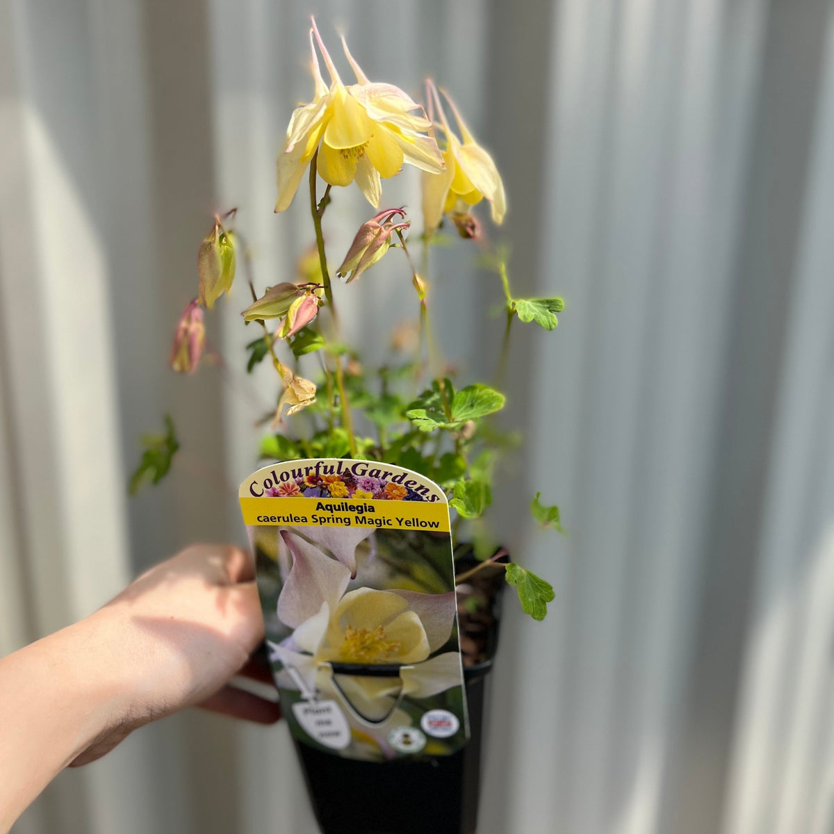 Aquilegia &#39;Spring Magic Yellow&#39;