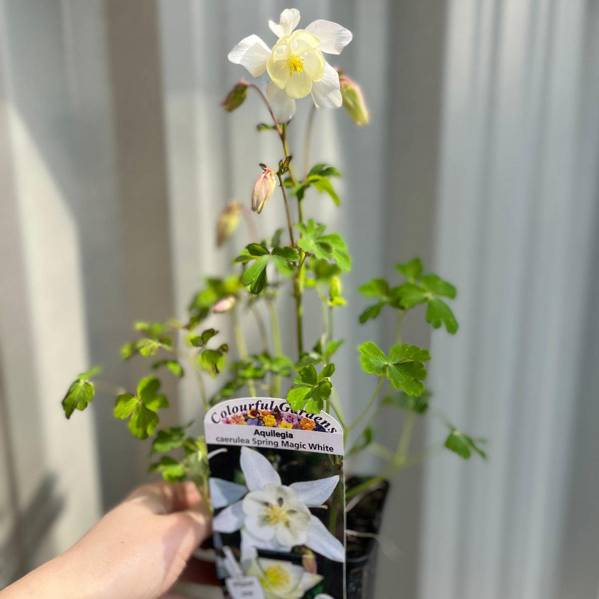 A hand holds a potted Aquilegia &#39;Spring Magic White&#39; 9cm, a shade-tolerant perennial with green leaves and blooming white flowers. The plant’s label is visible against a softly blurred background.