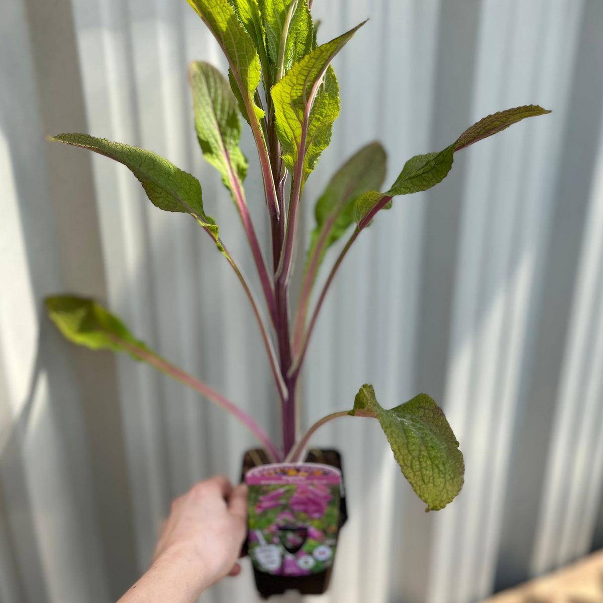 A hand holds a Digitalis purpurea Virtuoso Rose 9cm, highlighting its tall green leaves and purple stems against a corrugated metal background. The vibrant plant label adds appeal—ideal for cottage gardens or perennial flower displays.
