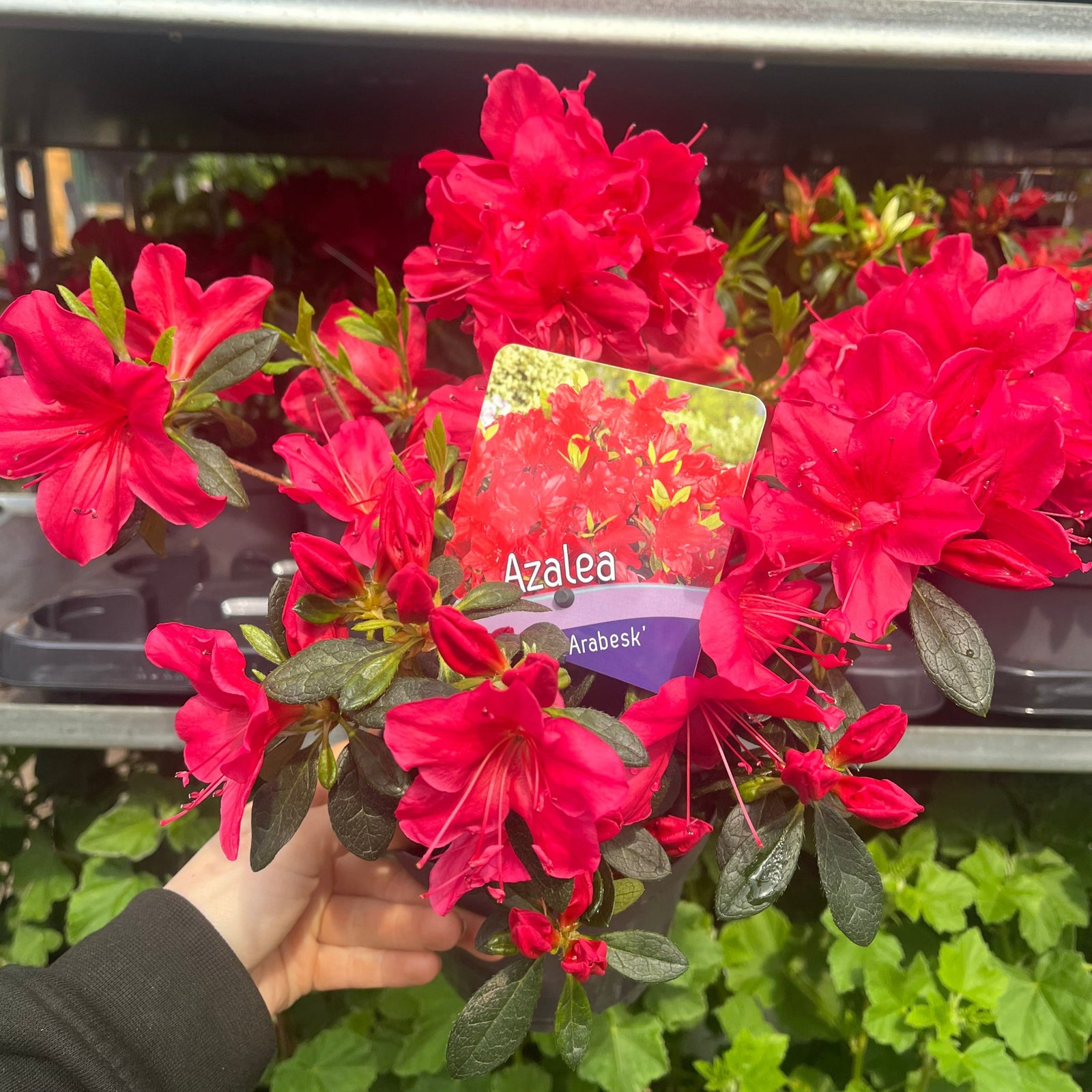 A hand displays a pot of Azalea 'Arabesk' with vibrant red blooms, highlighting these beautiful evergreen shrubs among other flowering plants in a garden setting.