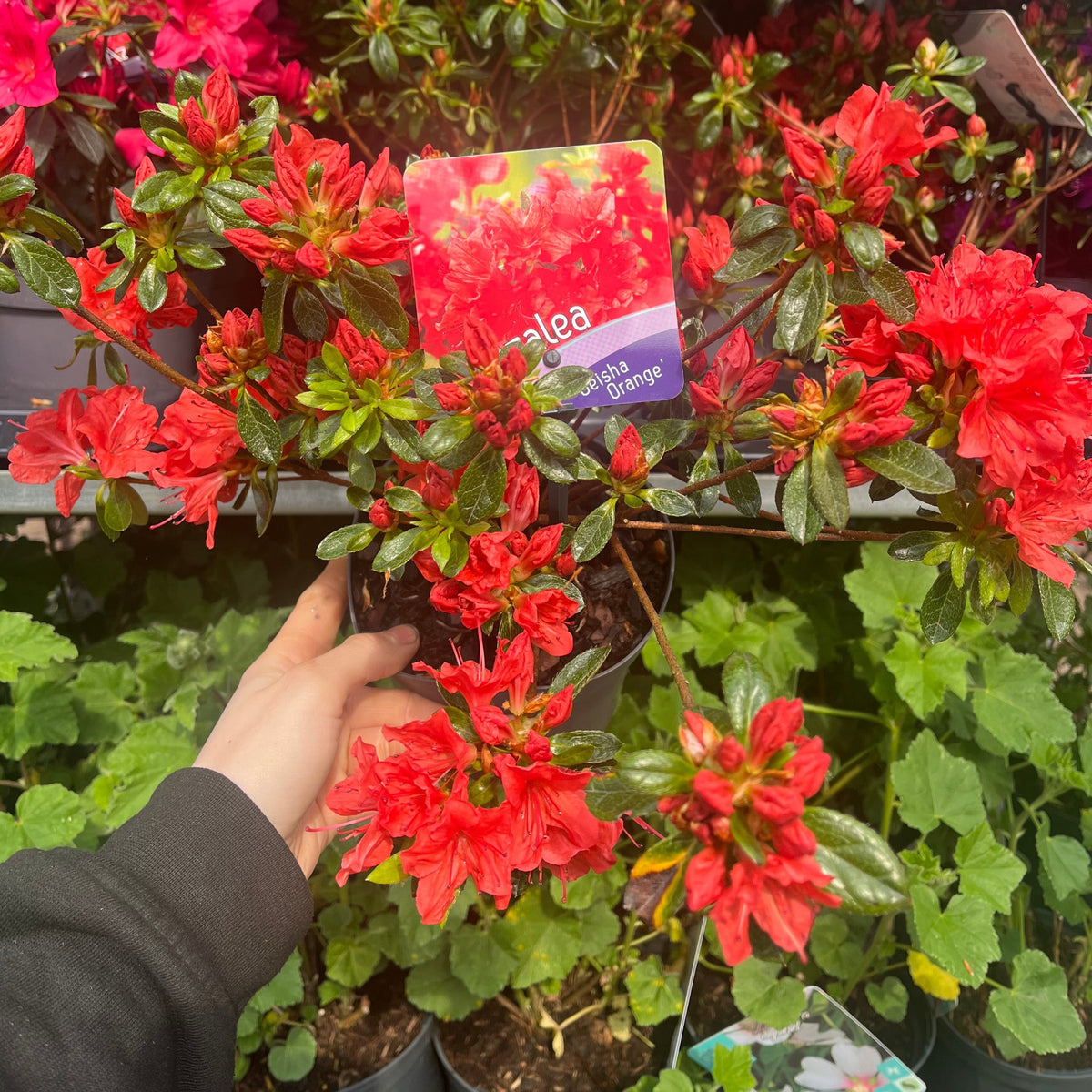 A hand holds an Azalea &#39;Geisha Orange&#39; 1L-3L, displaying vivid red-orange blooms and glossy green leaves. Surrounded by other plants, this striking evergreen shrub is ideal for garden displays. The label reads Azalea, Double Orange.