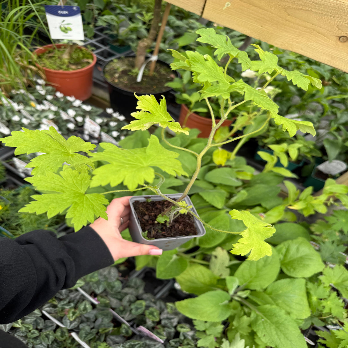 A hand holds a Delphinium Excalibur Light Blue/White (9cm/1.5L), a perennial ideal for cottage gardens, inside a greenhouse among other potted plants and lush greenery.