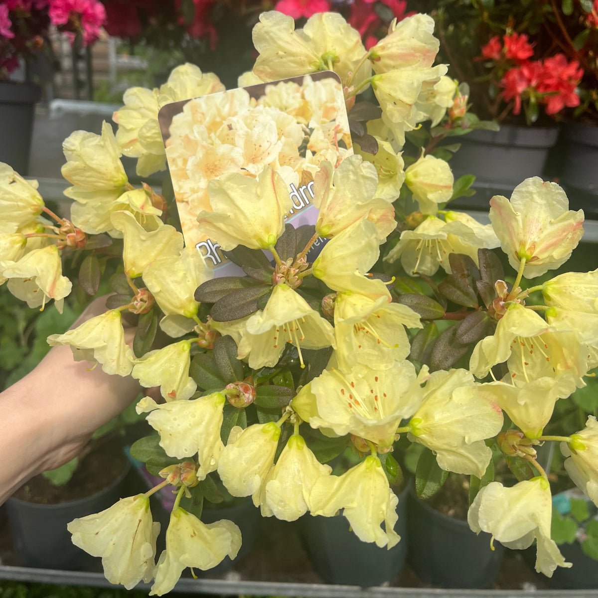 Dwarf Rhododendron &#39;Wren&#39; 1L