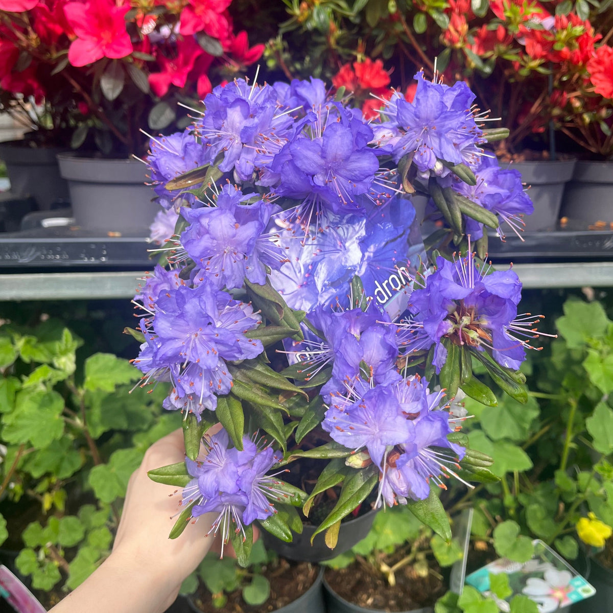 A hand holds a Dwarf Rhododendron &#39;Purple Pillow&#39; 1L, showcasing its vibrant purple blooms and green leaves, with red and pink flowers visible on the store shelves in the background.