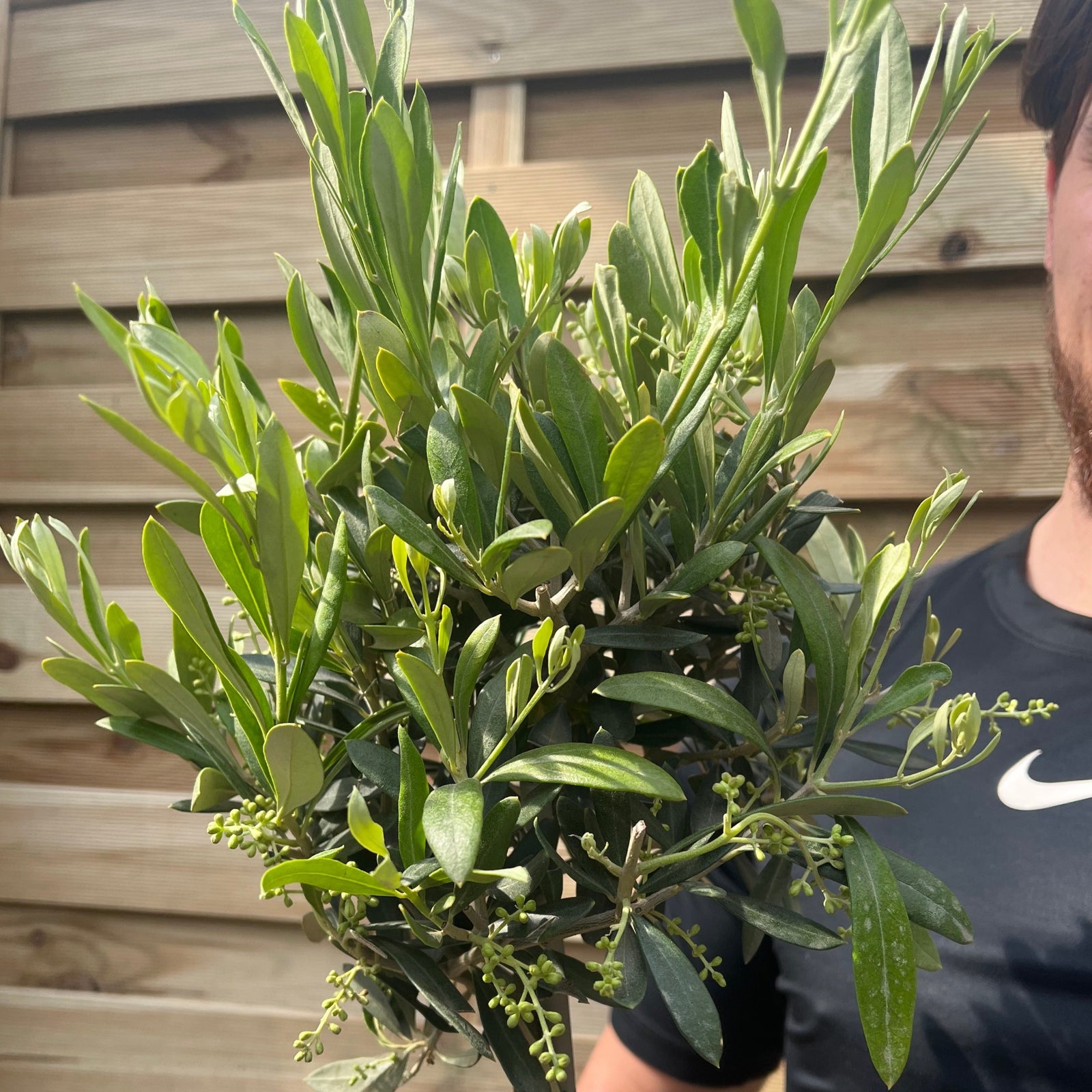 A man with brown hair and a beard, wearing a black Nike shirt, smiles while holding the Olive Tree | Hardy Evergreen Potted Tree | 50-60cm in front of a wooden fence.