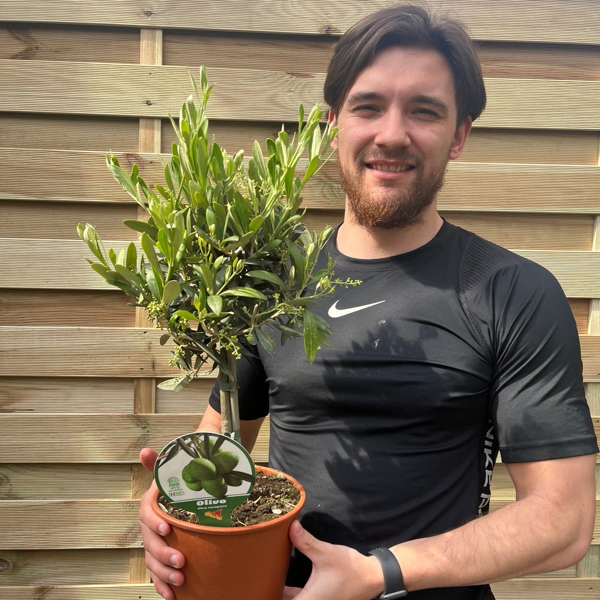 A man with brown hair and a beard, wearing a black Nike shirt, smiles while holding the Olive Tree | Hardy Evergreen Potted Tree | 50-60cm in front of a wooden fence.