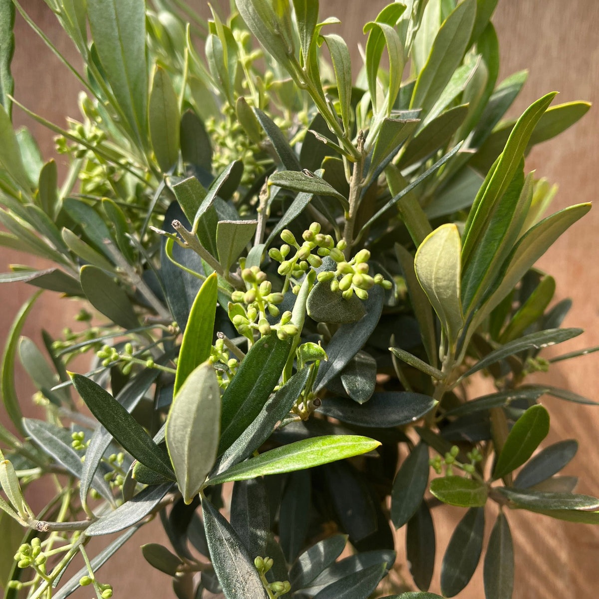 Close-up of the Olive Tree | Hardy Evergreen Potted Tree | 50-60cm, featuring green leaves and unripe buds—an ideal way to bring Mediterranean charm to your garden.