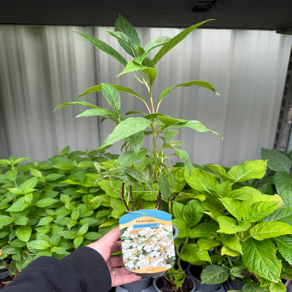 A hand holds a potted Hydrangea lace-cap &#39;Cloud Nine&#39; 9cm, a hardy garden plant with green leaves. Its label shows large white pillowy blooms. Other green plants are visible against a gray metal wall in the background.