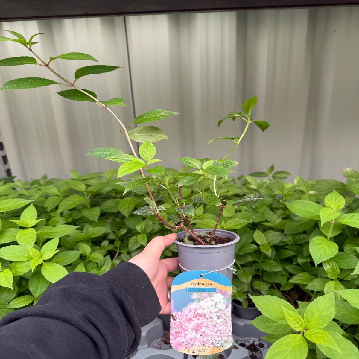 A hand holds a Hydrangea paniculata &#39;Vanille Fraise&#39; (9cm/2L/3L) in a pot labeled with blooming white and pink flowers. The deciduous shrub has green leaves, with other green plants visible in the background.