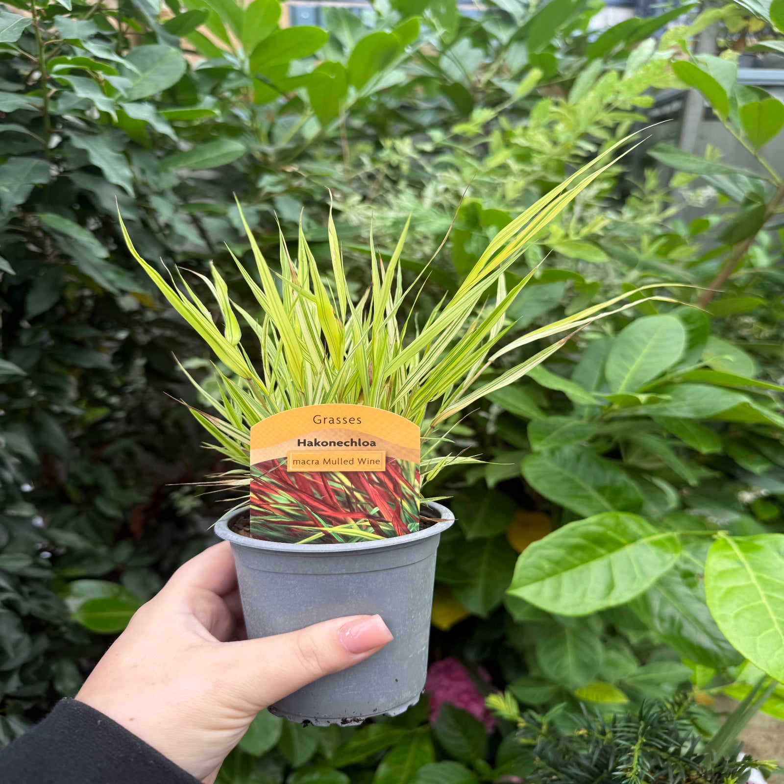 A close-up of Hakonechloa macra 'Mulled Wine' 9cm, an ornamental grass with slender green, yellow, and burgundy-tinged leaves forming a dense, spiky mound.