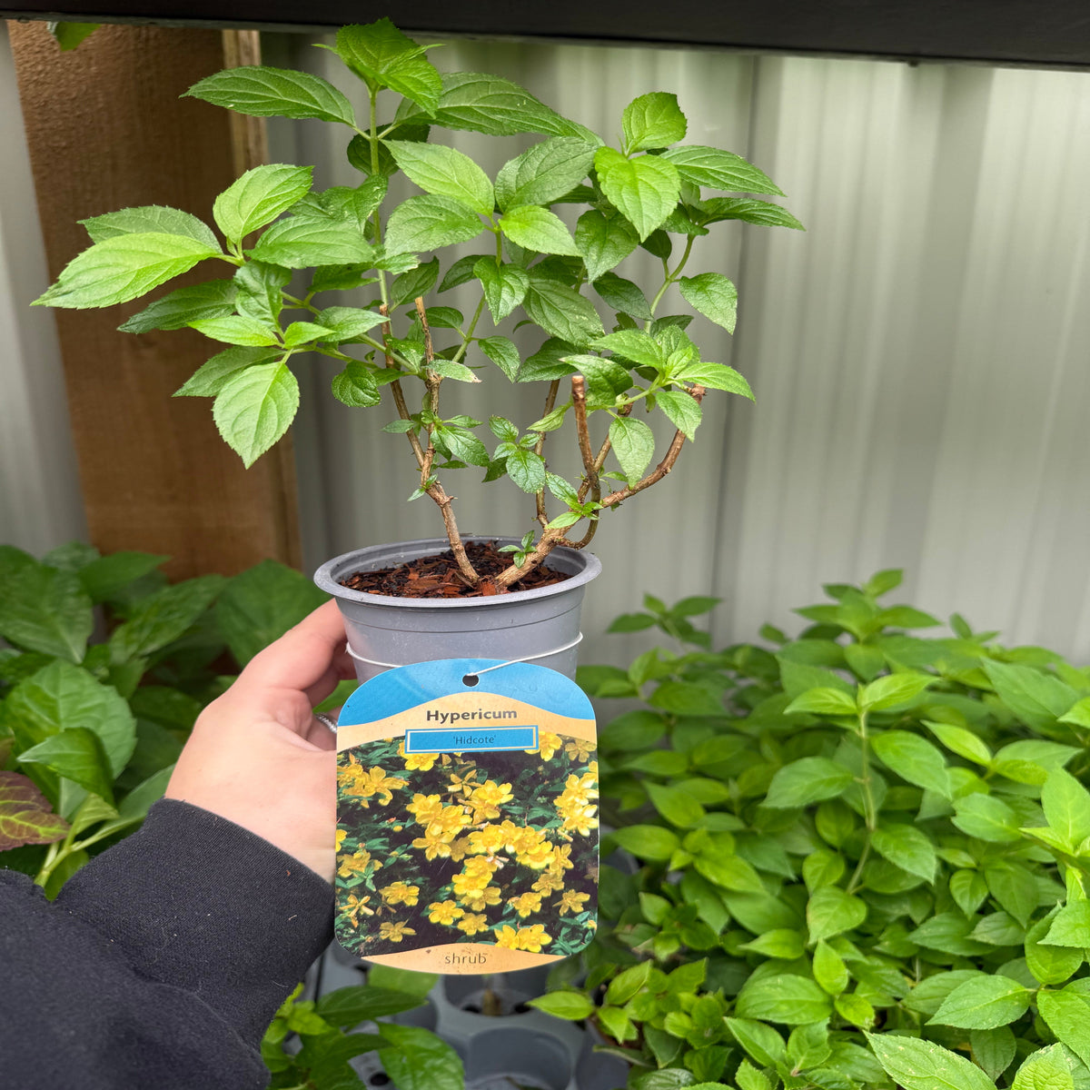 A hand holds a potted &#39;Hypericum Hidcote&#39; 9cm / 3.5L, a green-leaved shrub with vibrant yellow blooms on its plant tag. Other green plants are visible in the background.