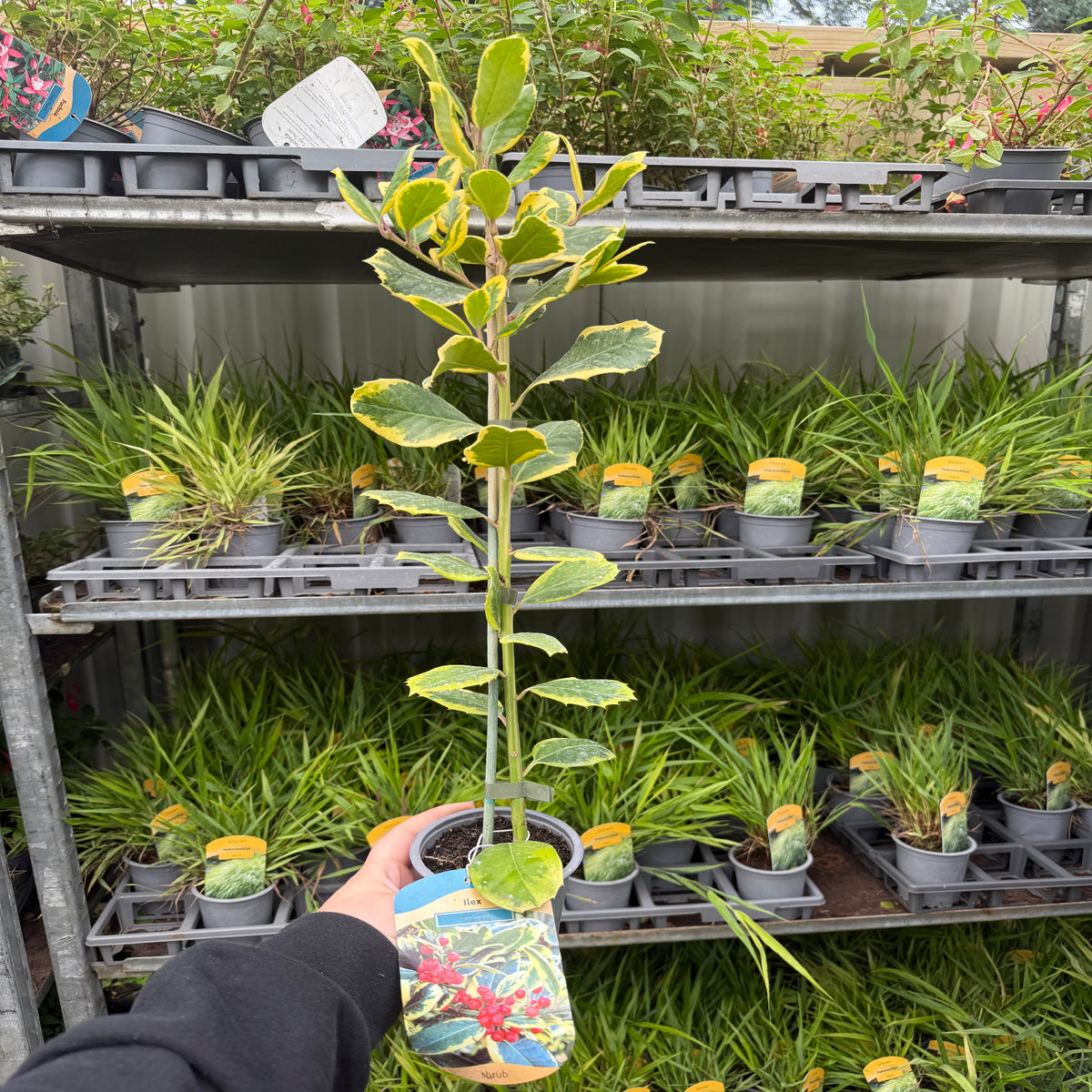 Ilex x altaclarensis  &#39;Golden King&#39; | Variegated Holly 9cm / 2L