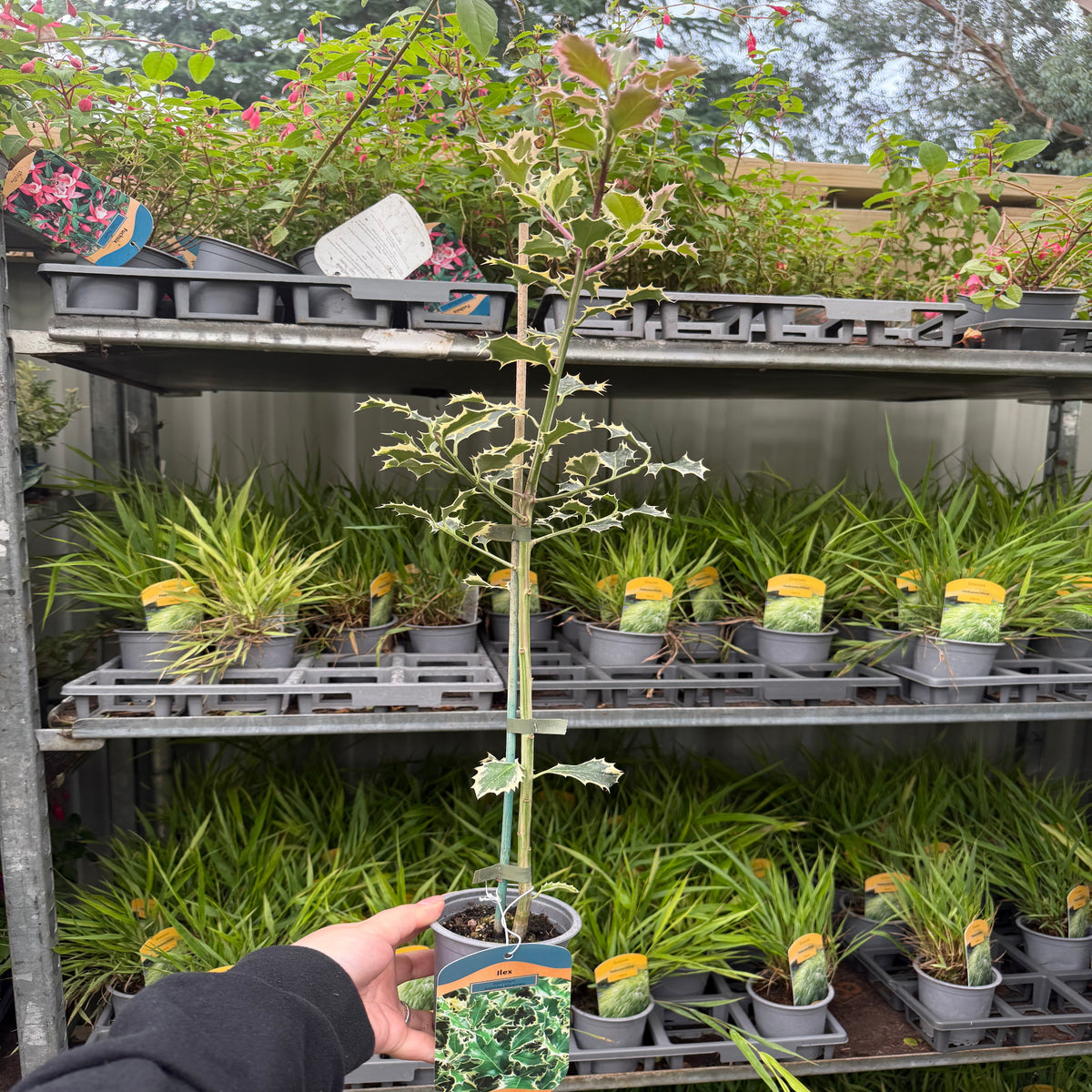 Ilex &#39;Argentea Marginata&#39; Holly 9cm / 2L